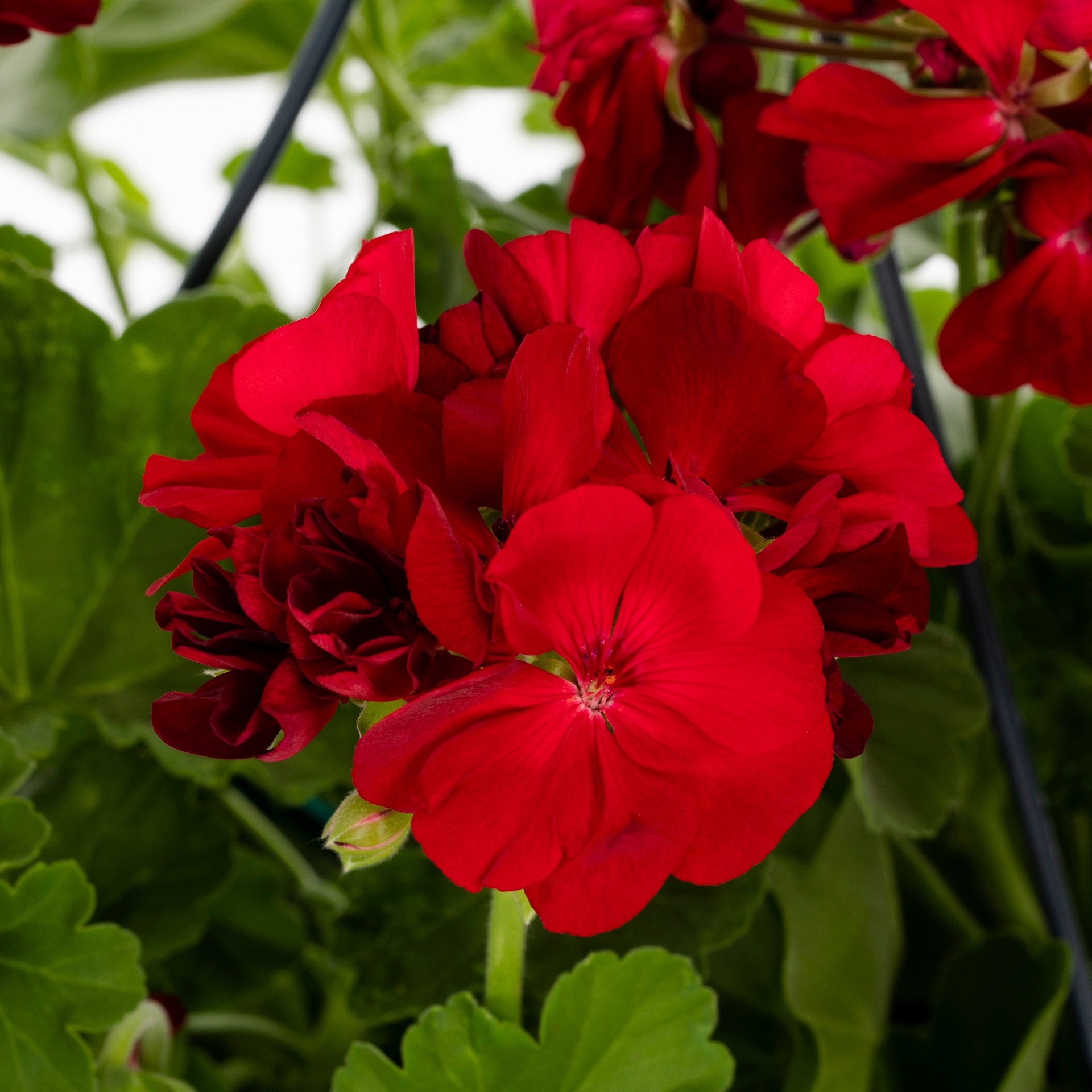 slide 2 of 2, Lowe's Multicolor Geranium in 1.5 Gallon(s) Hanging basket 1 -Pack, 1 ct