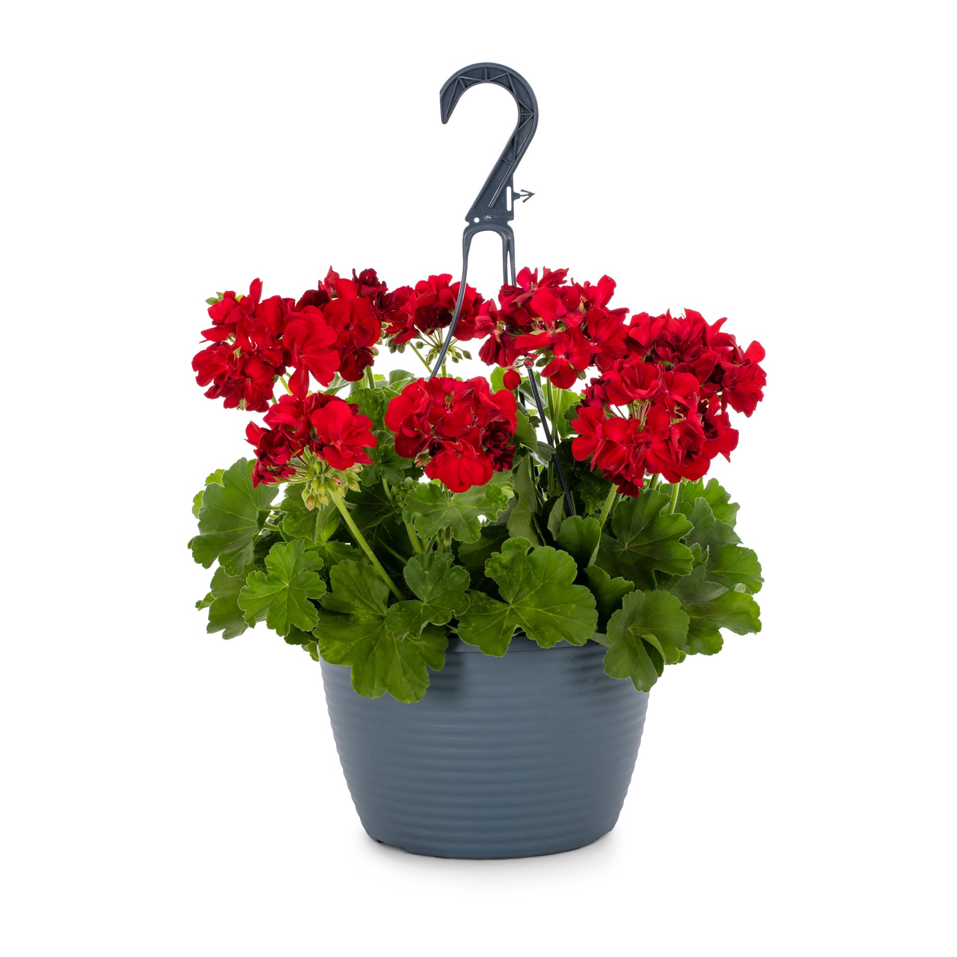 slide 1 of 2, Lowe's Multicolor Geranium in 1.5 Gallon(s) Hanging basket 1 -Pack, 1 ct