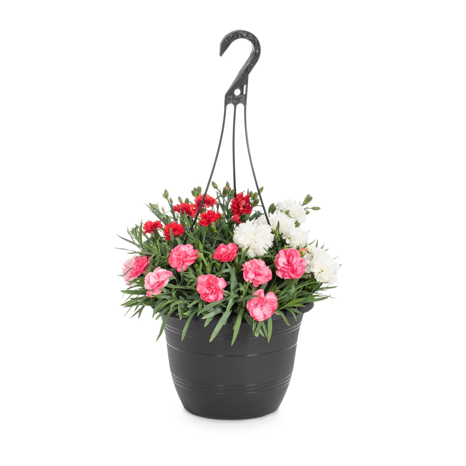 slide 2 of 6, Lowe's Multicolor Dianthus in 1.5-Gallon (s) Hanging Basket, 1 ct