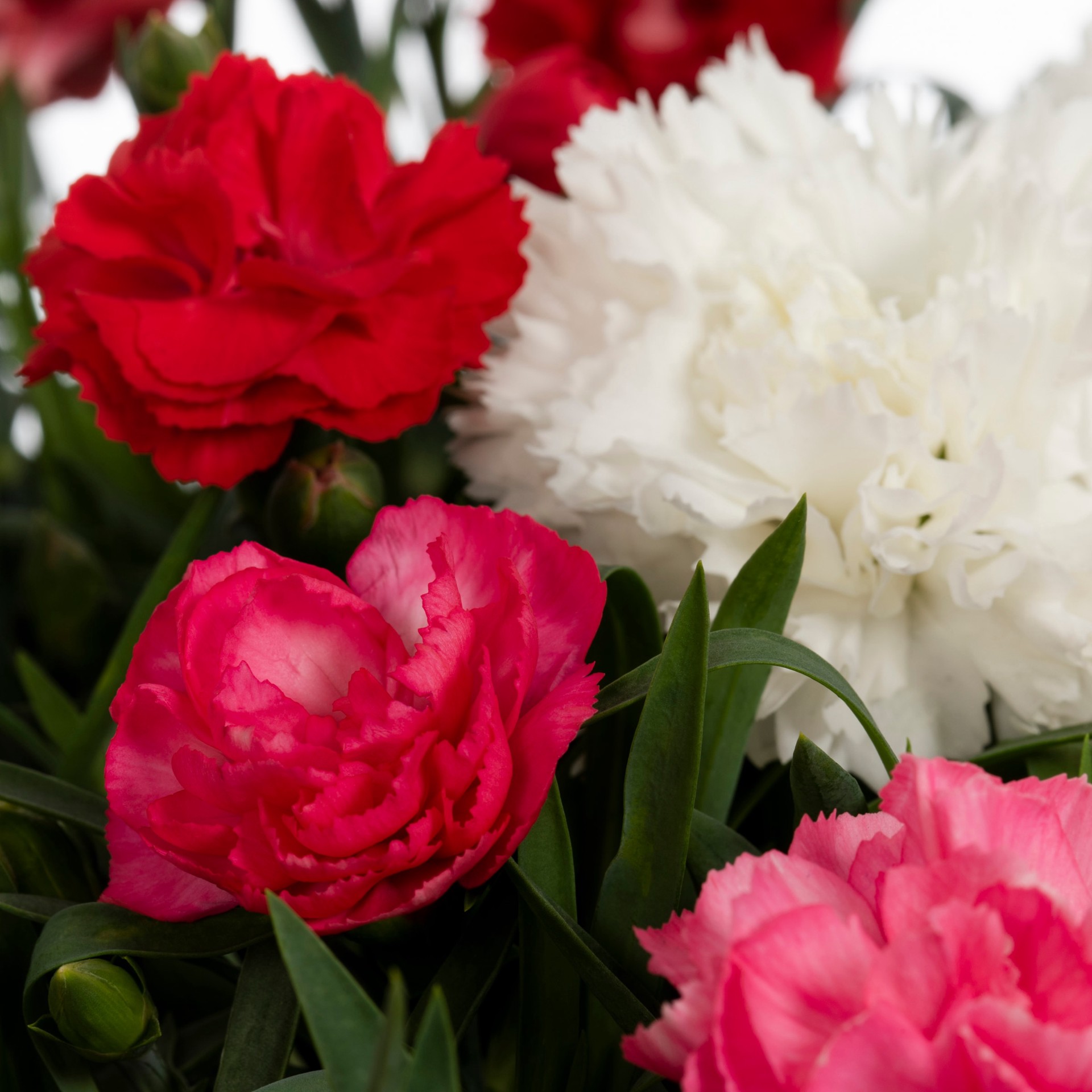 slide 3 of 6, Lowe's Multicolor Dianthus in 1.5-Gallon (s) Hanging Basket, 1 ct