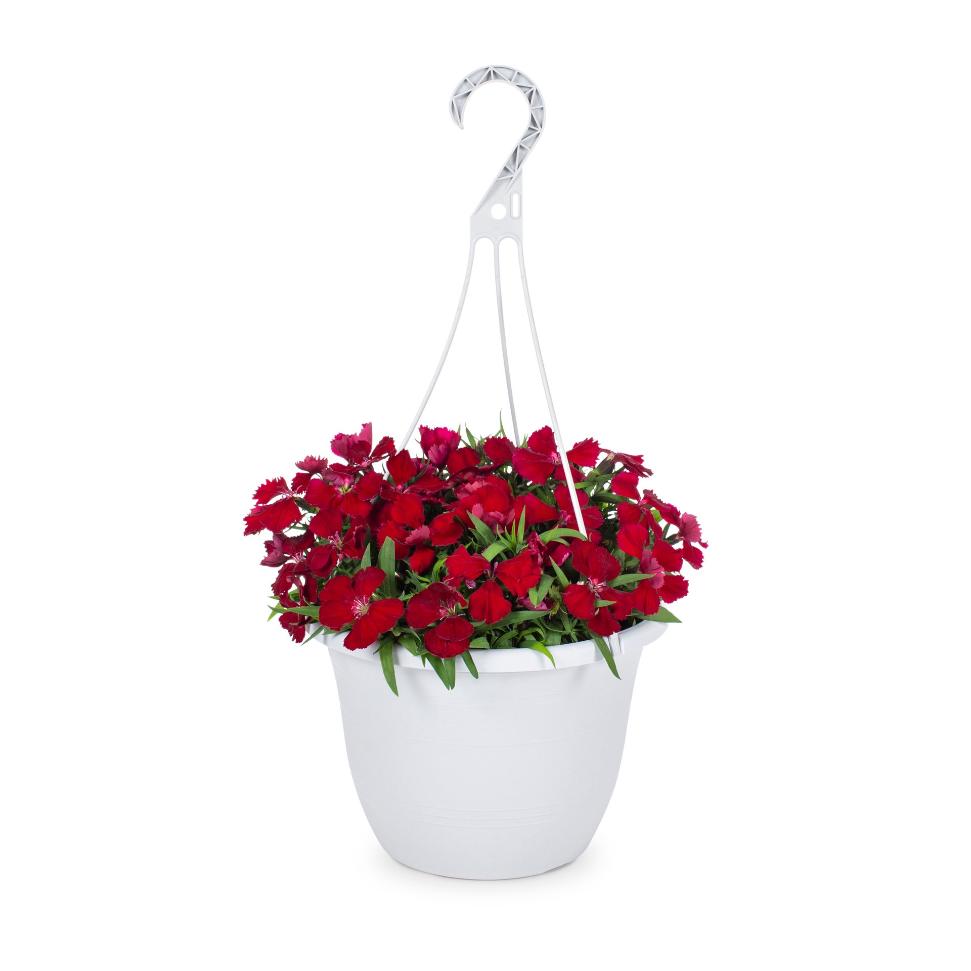 slide 4 of 6, Lowe's Multicolor Dianthus in 1.5-Gallon (s) Hanging Basket, 1 ct