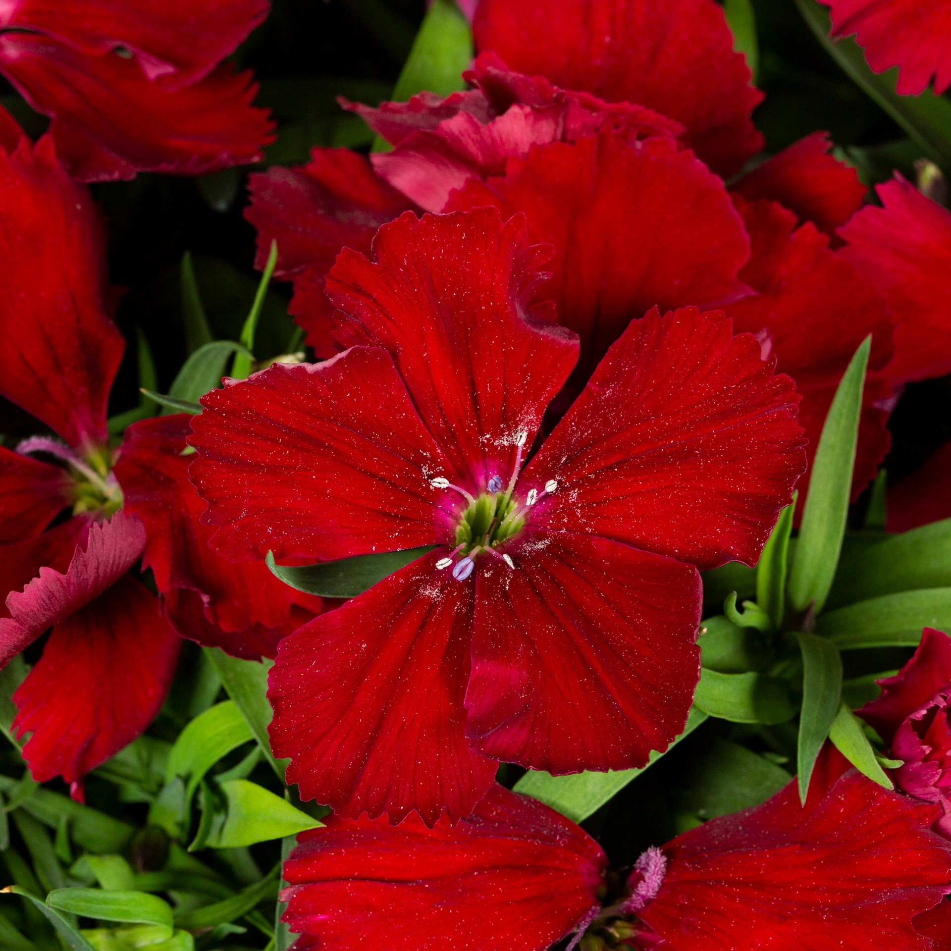 slide 5 of 6, Lowe's Multicolor Dianthus in 1.5-Gallon (s) Hanging Basket, 1 ct