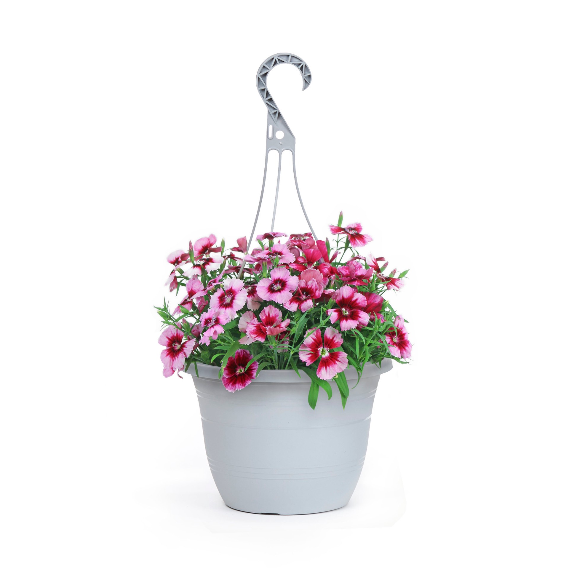 slide 6 of 6, Lowe's Multicolor Dianthus in 1.5-Gallon (s) Hanging Basket, 1 ct