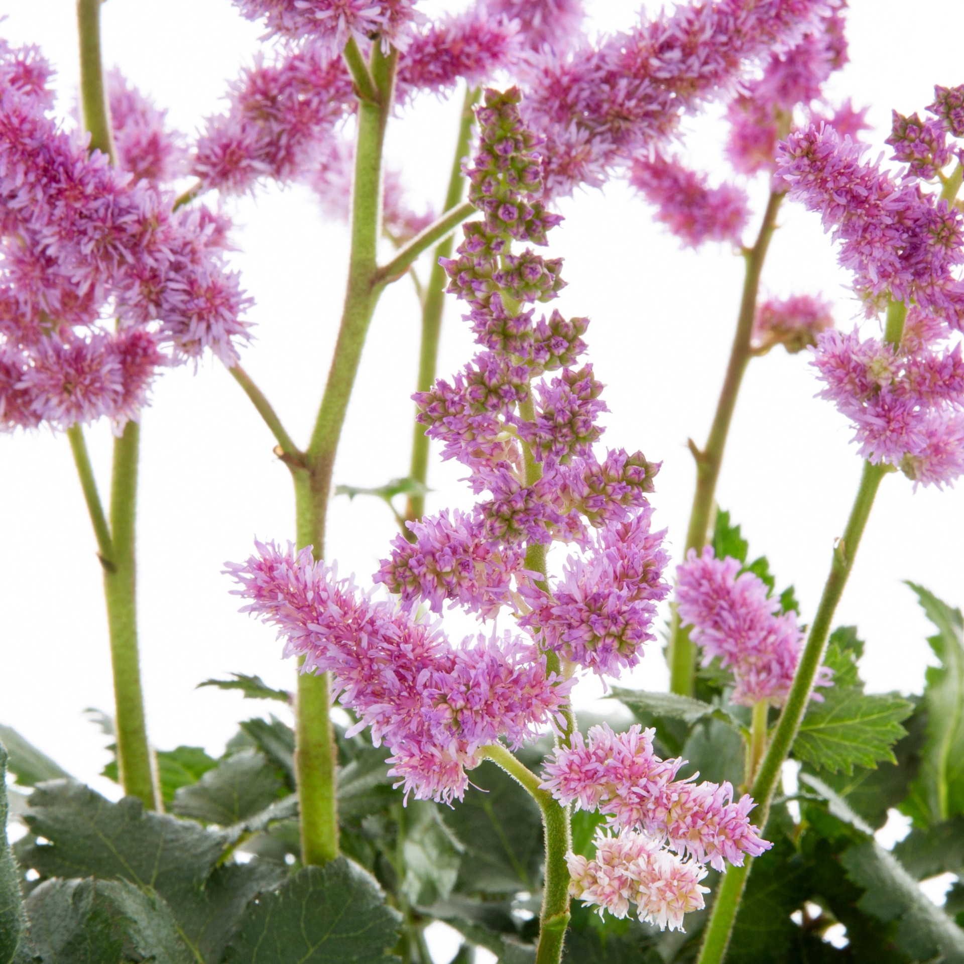 slide 2 of 2, Lowe's Multicolor Astilbe Plant in 2 -Quart Pot 1.0 -Pack, 1 ct