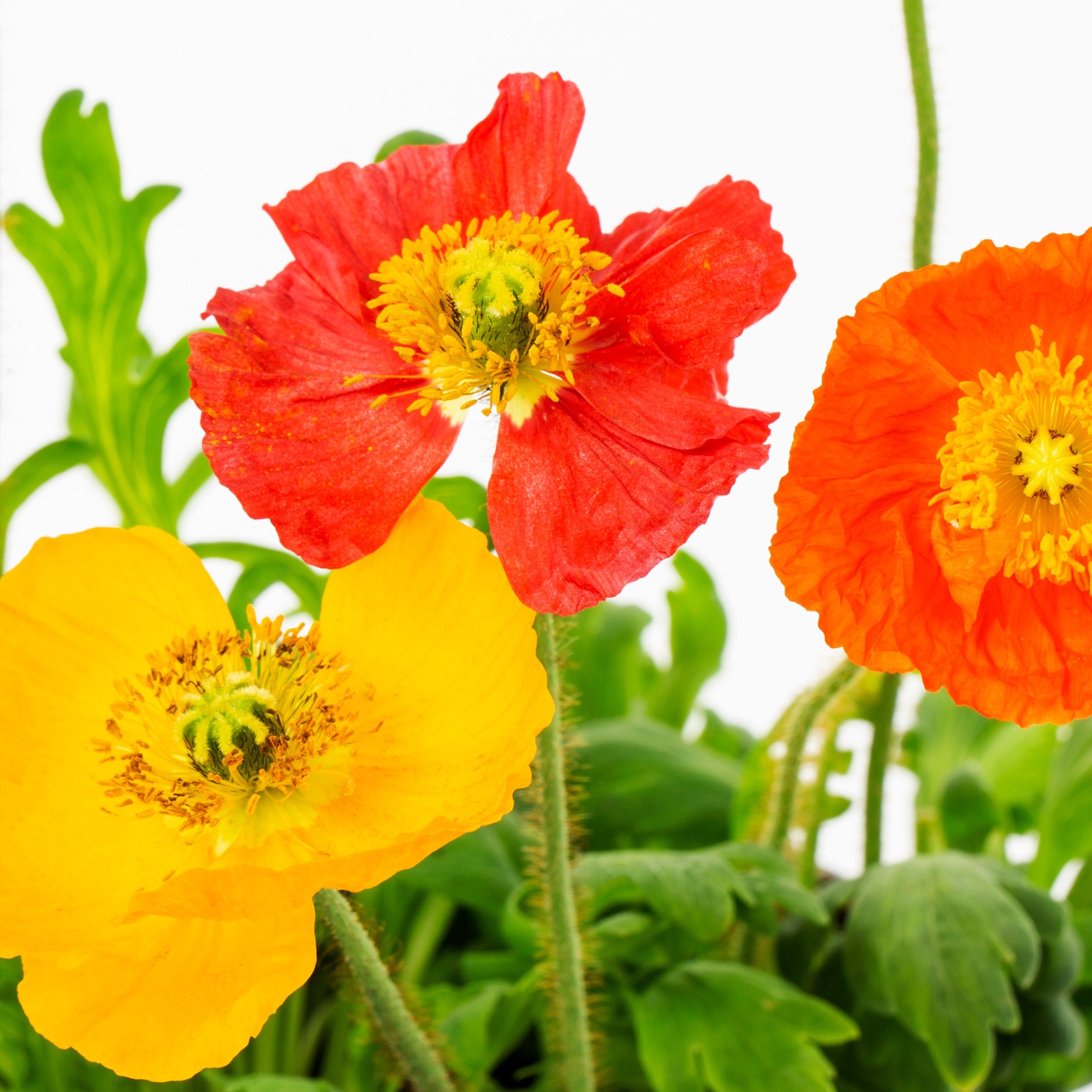 slide 2 of 3, Lowe's Multicolor Oriental Poppy Plant in 2 -Quart Pot 1.0 -Pack, 1 ct