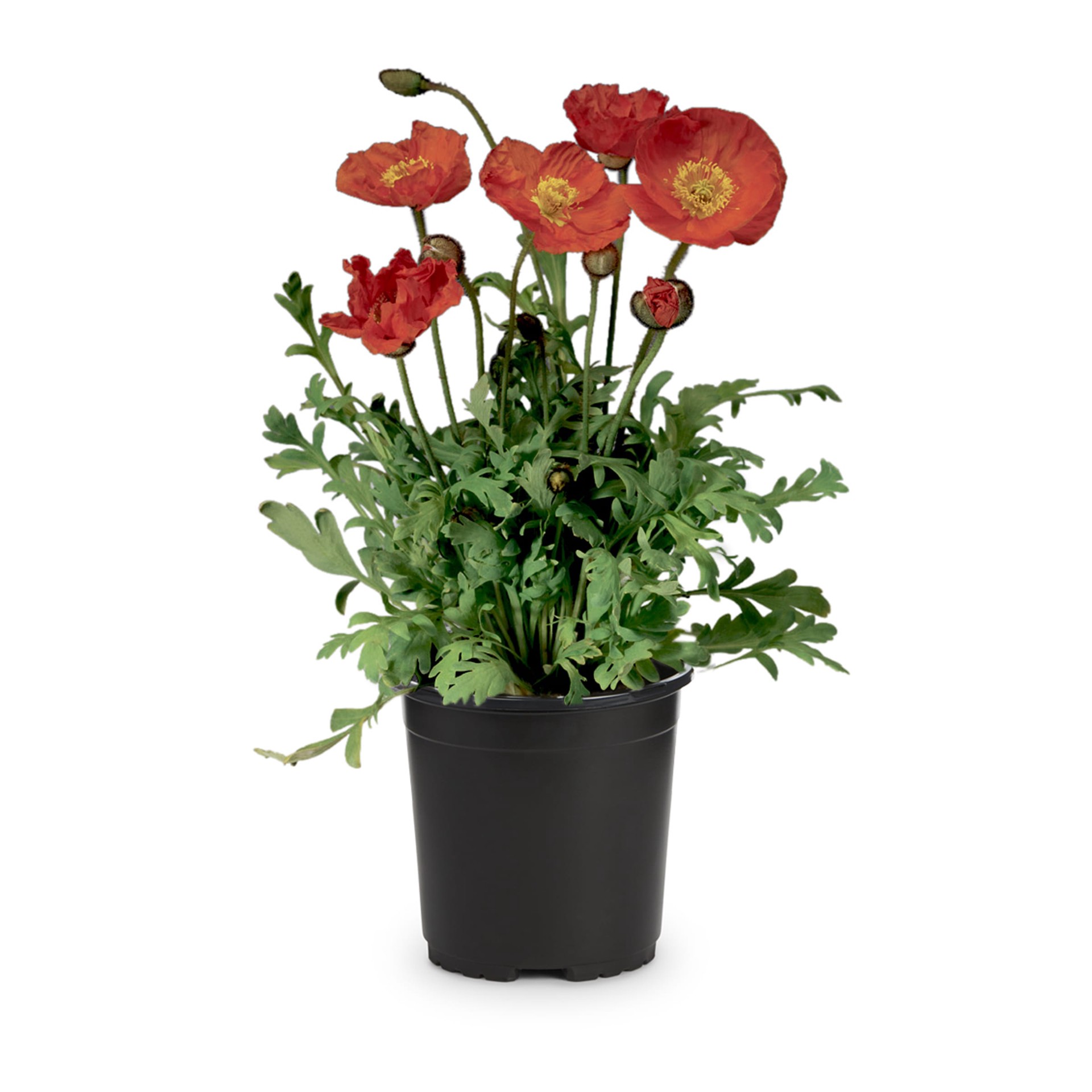 slide 3 of 3, Lowe's Multicolor Oriental Poppy Plant in 2 -Quart Pot 1.0 -Pack, 1 ct