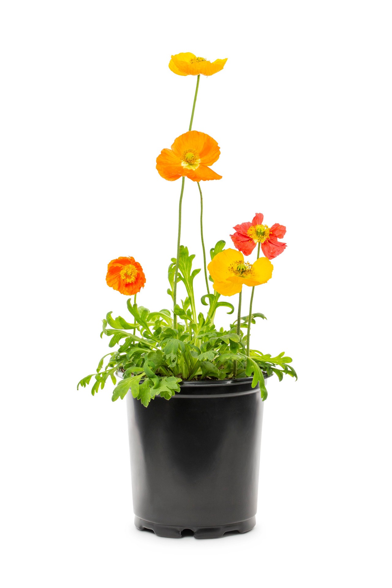 slide 1 of 3, Lowe's Multicolor Oriental Poppy Plant in 2 -Quart Pot 1.0 -Pack, 1 ct