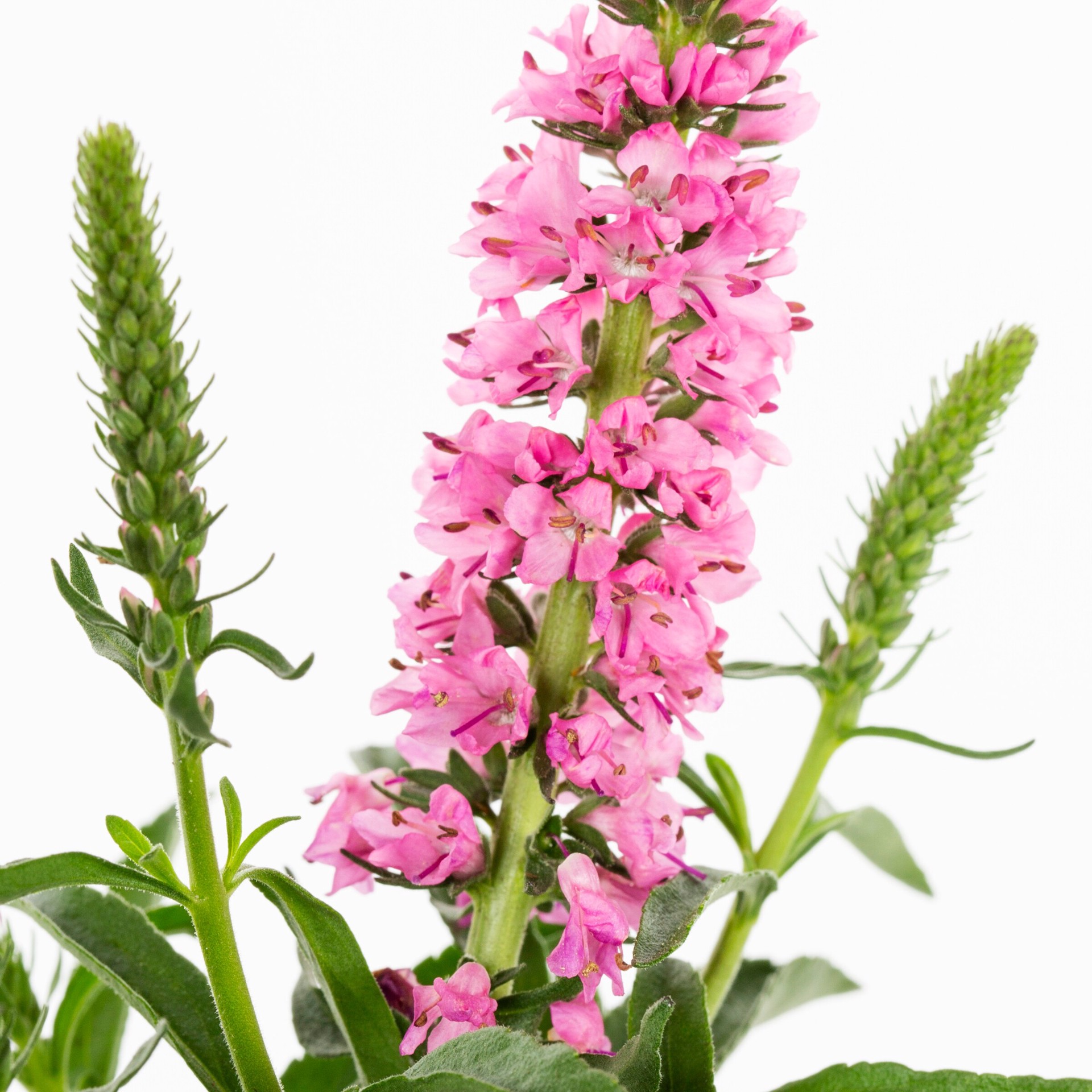 slide 2 of 4, Lowe's Multicolor Speedwell Plant in 1.5 -Pint Pot 1 -Pack, 1 ct