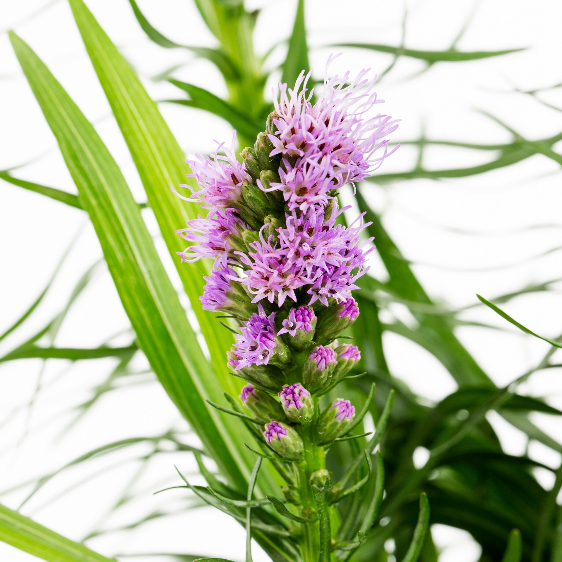 slide 2 of 2, Lowe's Purple Gayfeather Plant in 2 -Quart Pot 1.0 -Pack, 1 ct