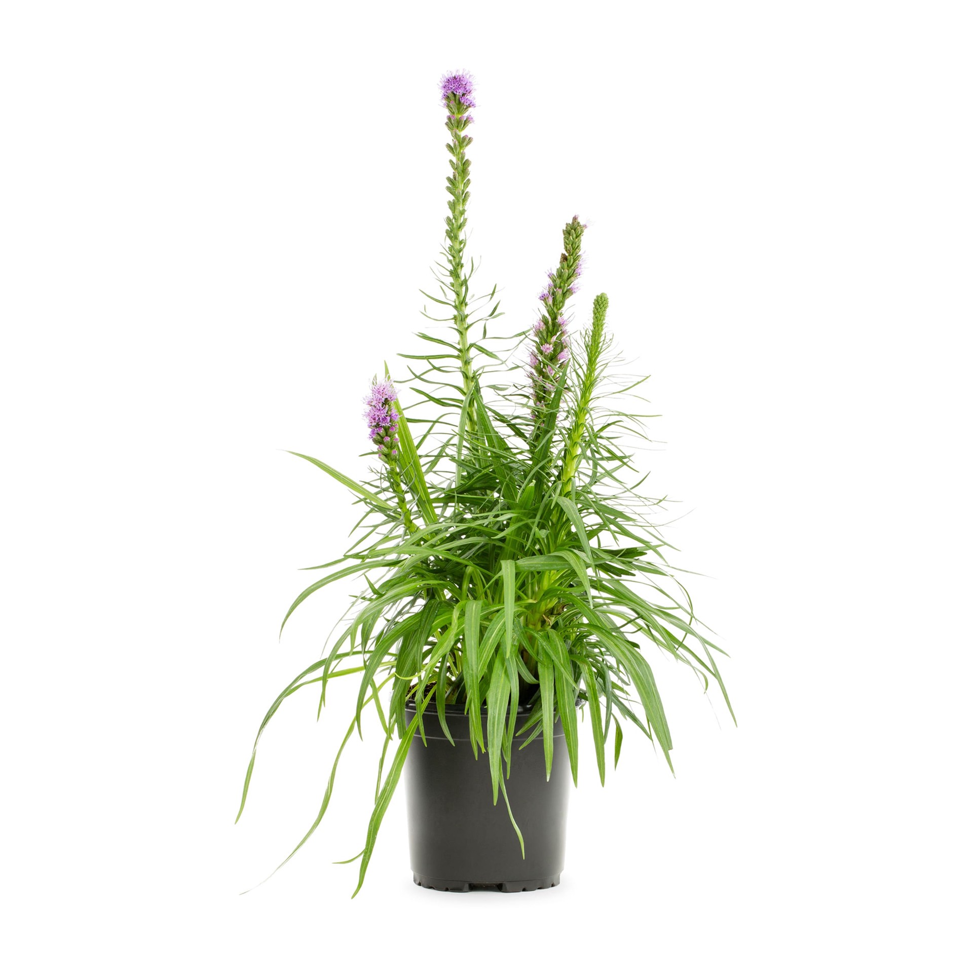 slide 1 of 2, Lowe's Purple Gayfeather Plant in 2 -Quart Pot 1.0 -Pack, 1 ct