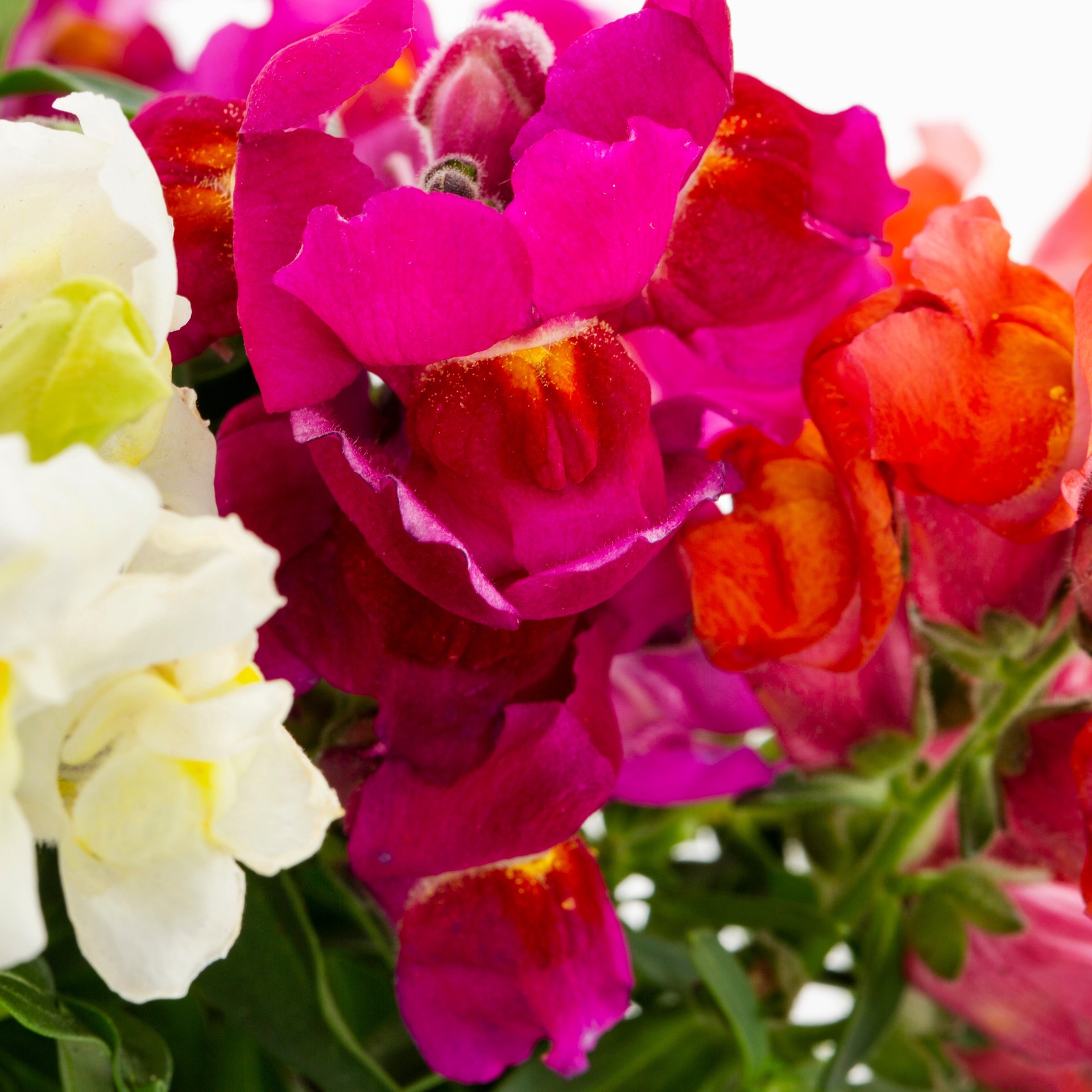 slide 2 of 4, Lowe's Multicolor Snapdragon in 1 Pint Pot 1 -Pack, 1 ct