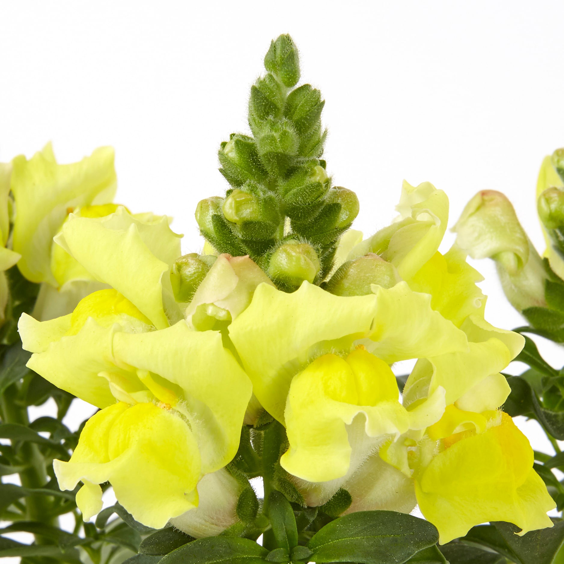 slide 4 of 4, Lowe's Multicolor Snapdragon in 1 Pint Pot 1 -Pack, 1 ct