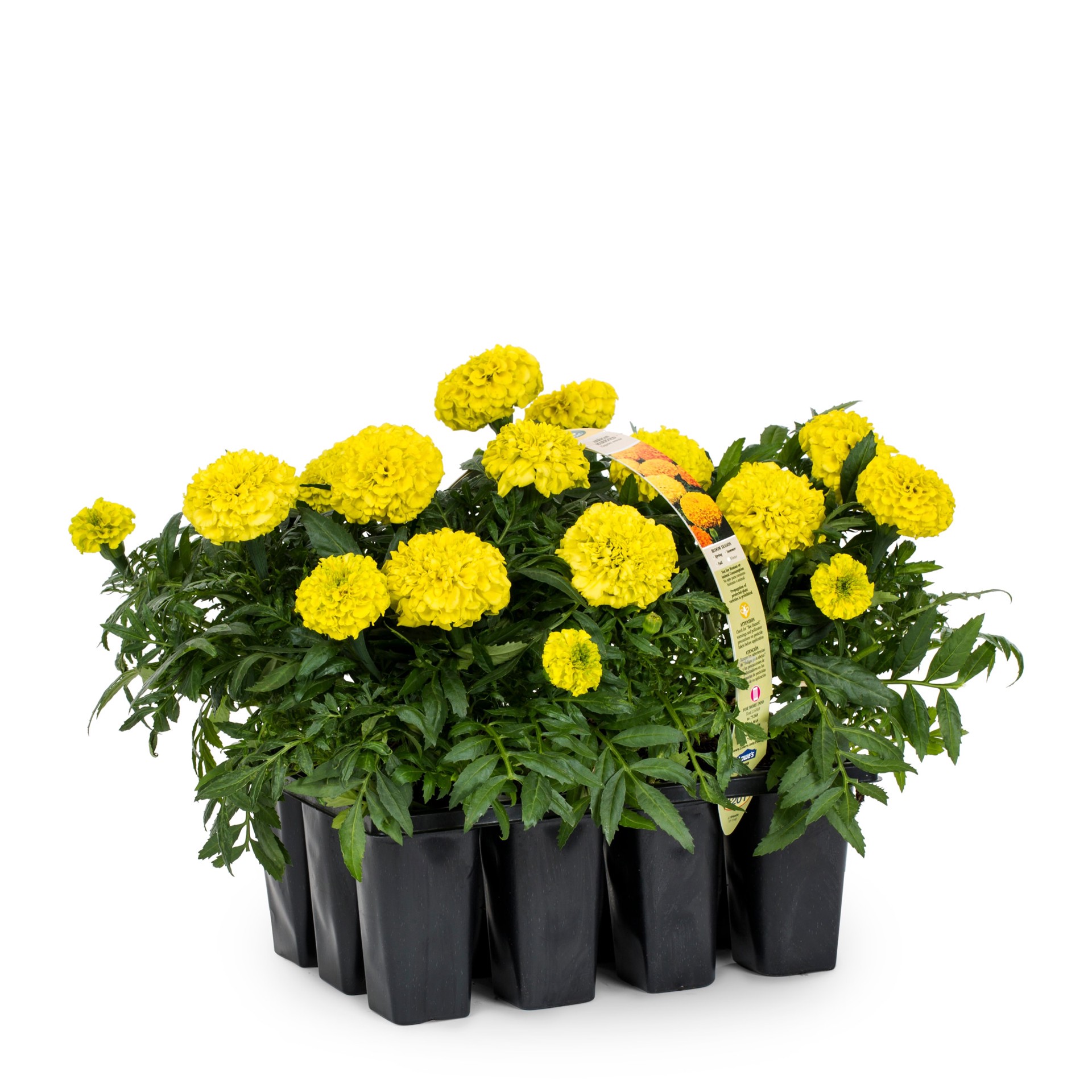 slide 3 of 6, Lowe's Multicolor French Marigold in 12-Pack Tray, 1 ct