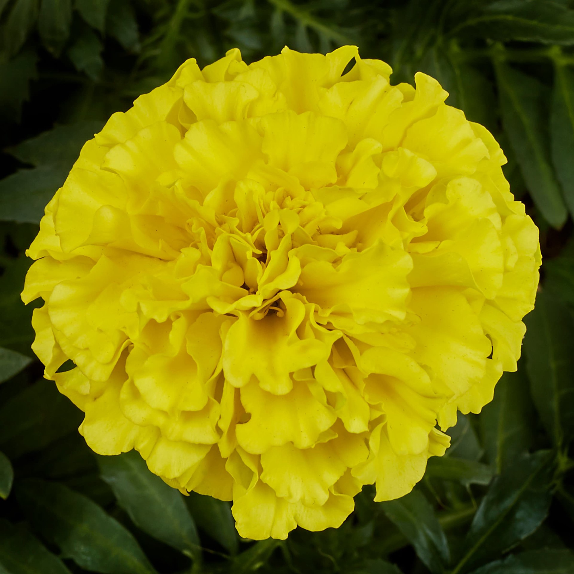 slide 4 of 6, Lowe's Multicolor French Marigold in 12-Pack Tray, 1 ct