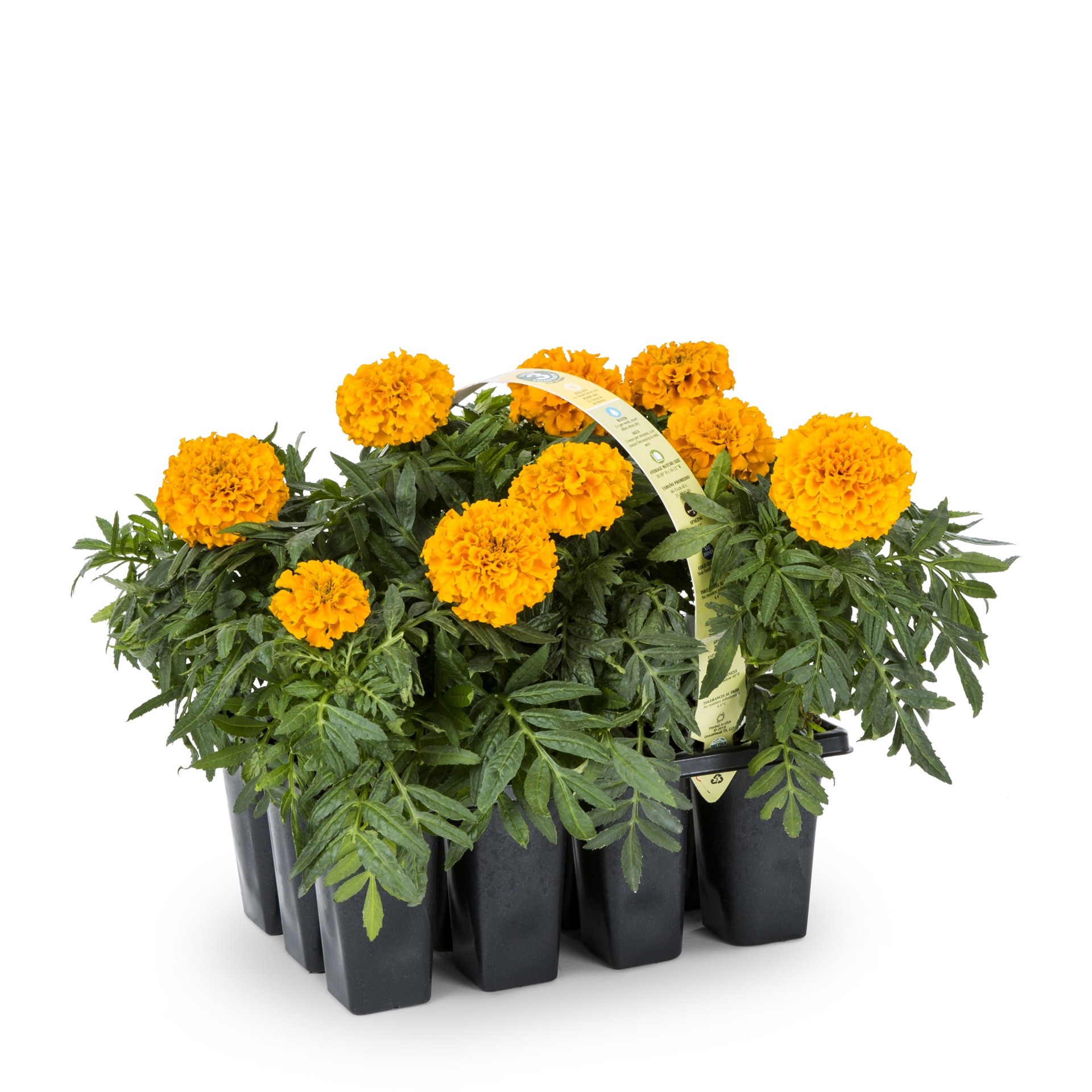 slide 5 of 6, Lowe's Multicolor French Marigold in 12-Pack Tray, 1 ct