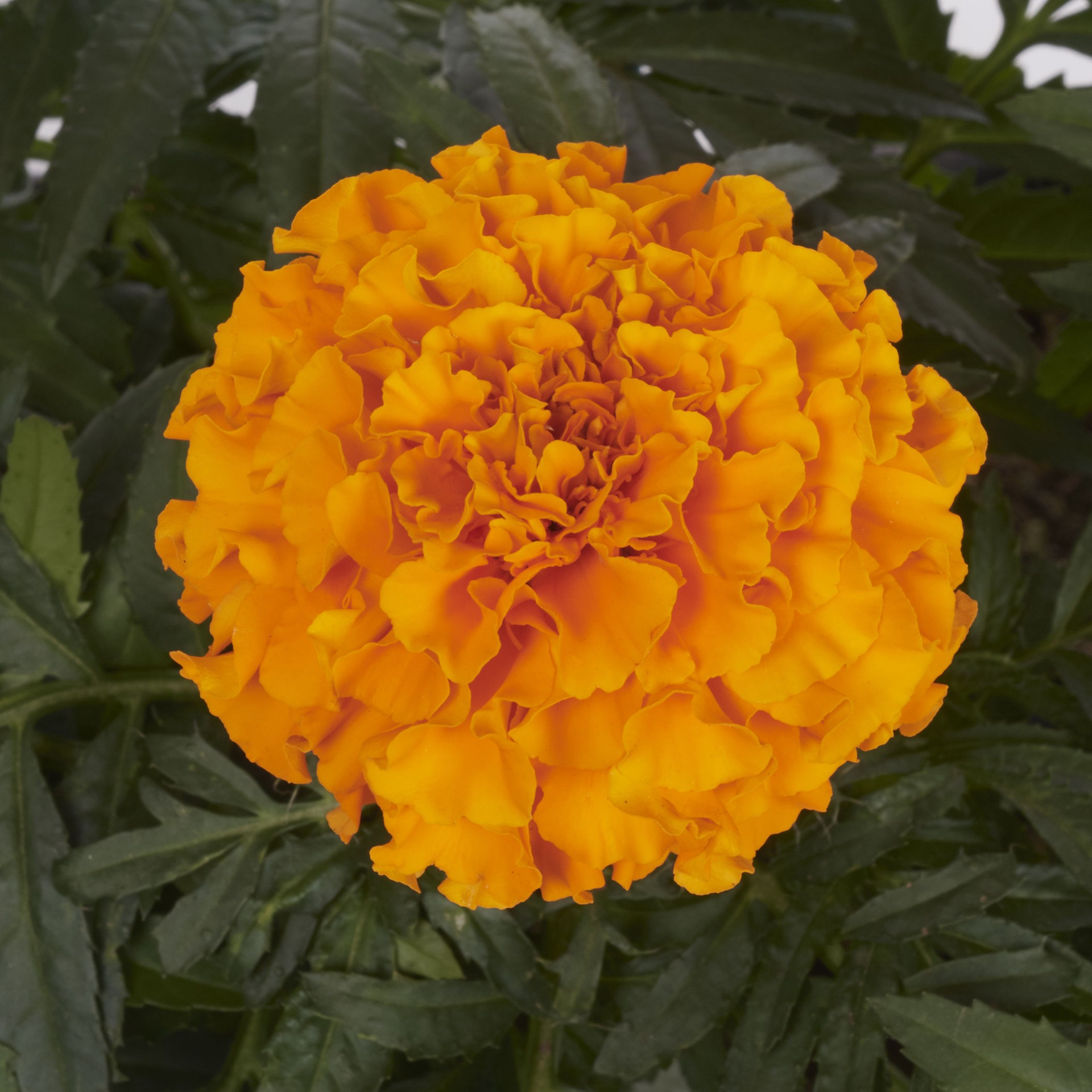 slide 6 of 6, Lowe's Multicolor French Marigold in 12-Pack Tray, 1 ct