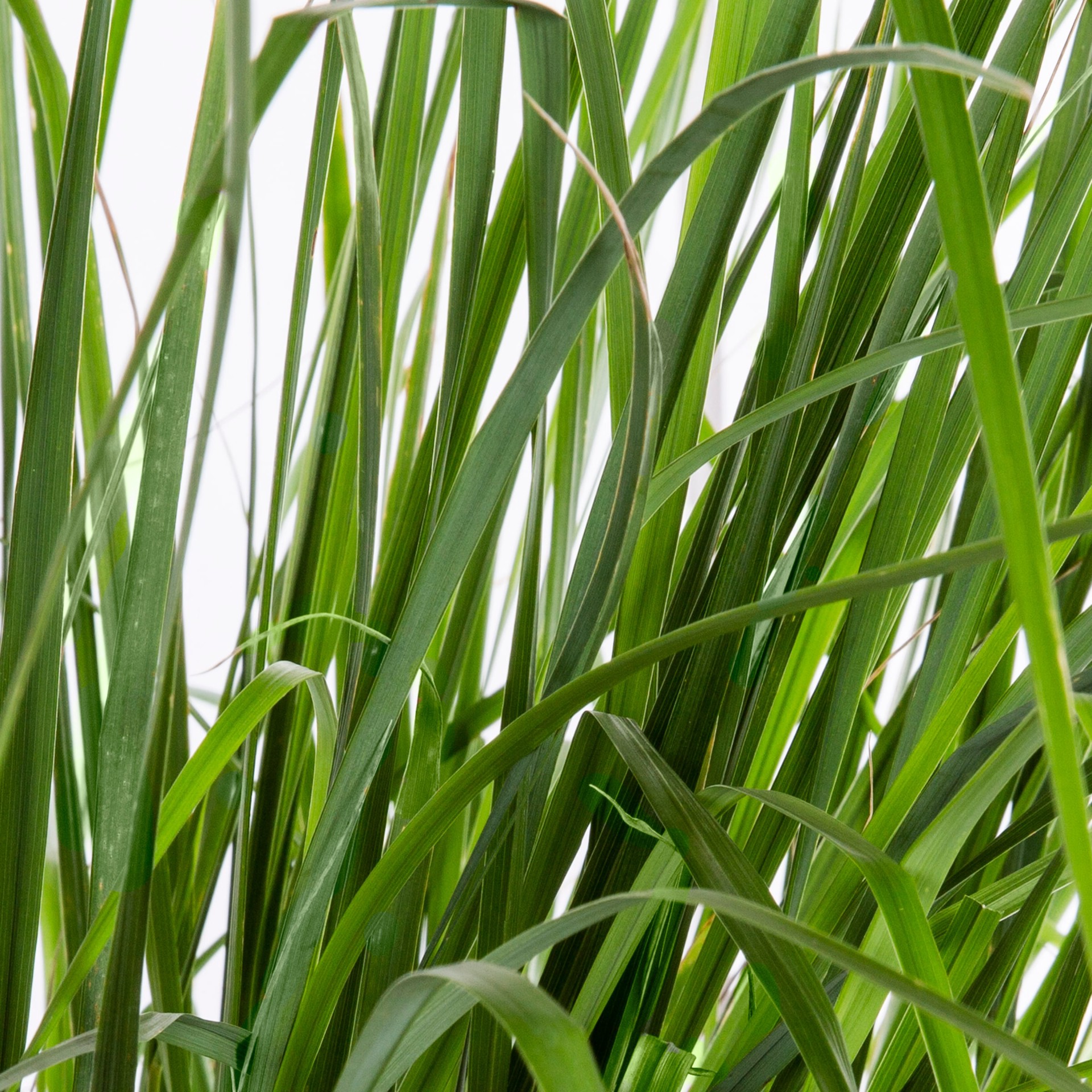 slide 2 of 4, Monrovia 1.73 -Gallon Foerster's Feather Reed Grass in Pot, 1 ct