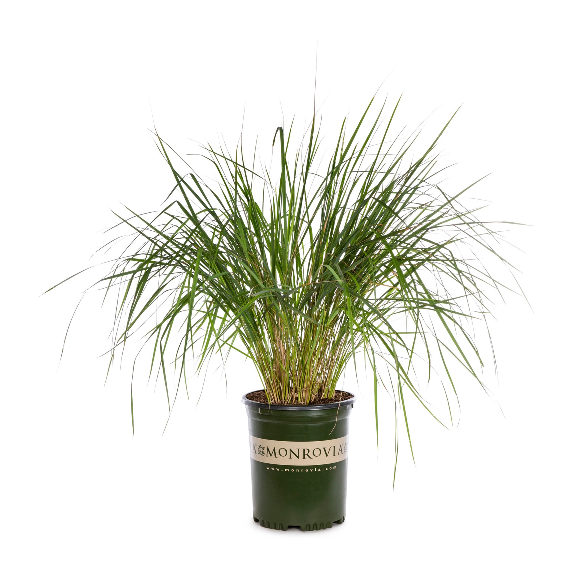 slide 1 of 4, Monrovia 1.73 -Gallon Foerster's Feather Reed Grass in Pot, 1 ct