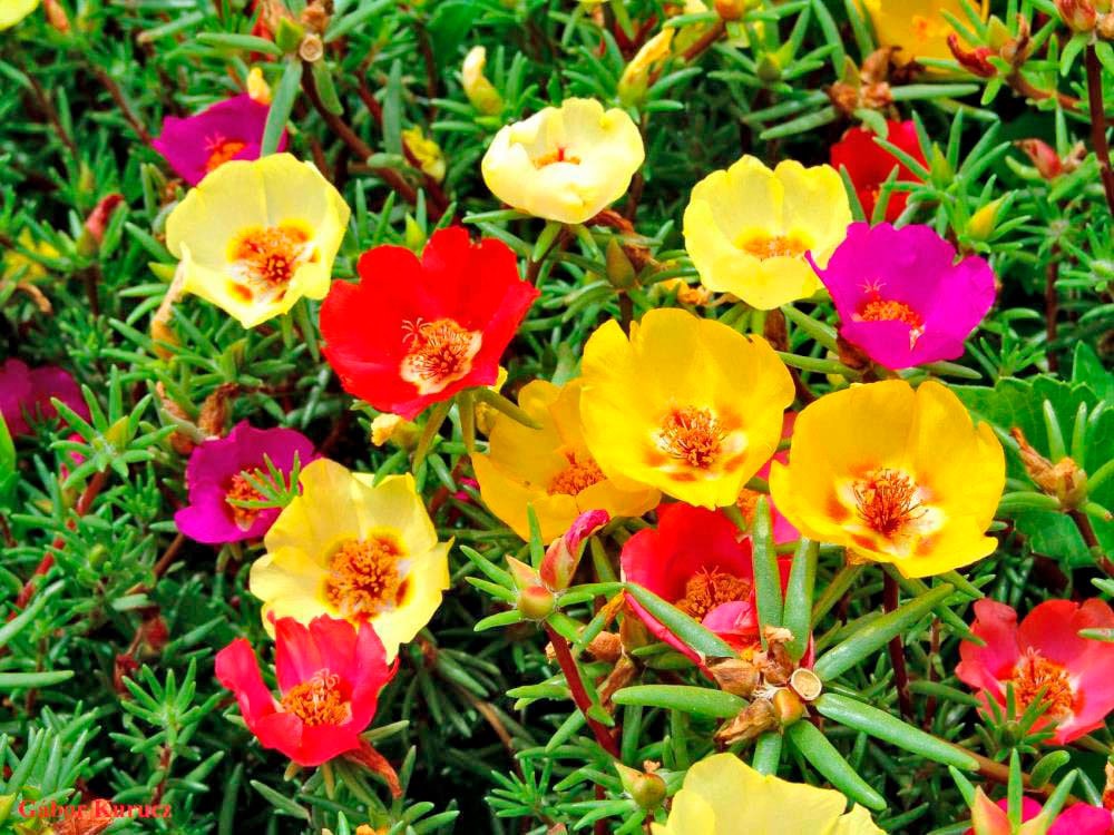 slide 2 of 4, Lowe's Multicolor Moss Rose in 1.0 Pint Pot 1 -Pack, 1 ct