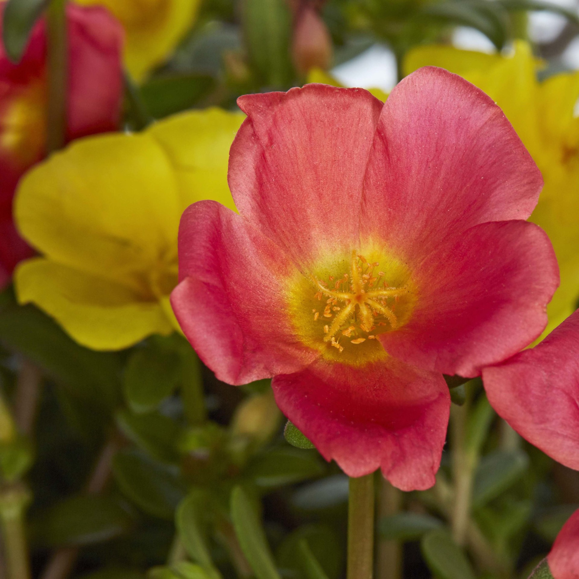 slide 3 of 4, Lowe's Multicolor Moss Rose in 1.0 Pint Pot 1 -Pack, 1 ct