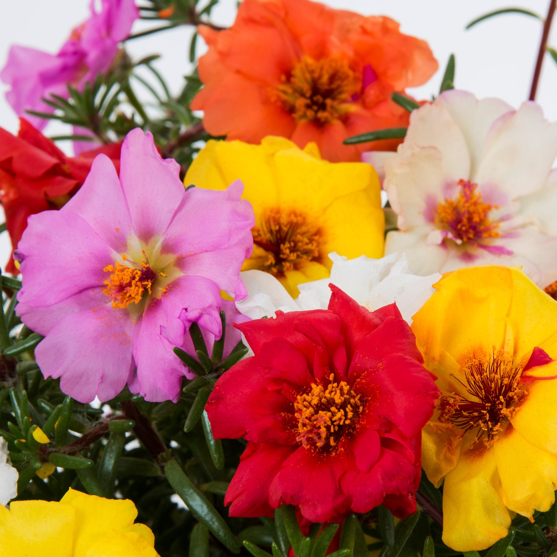 slide 4 of 4, Lowe's Multicolor Moss Rose in 1.0 Pint Pot 1 -Pack, 1 ct