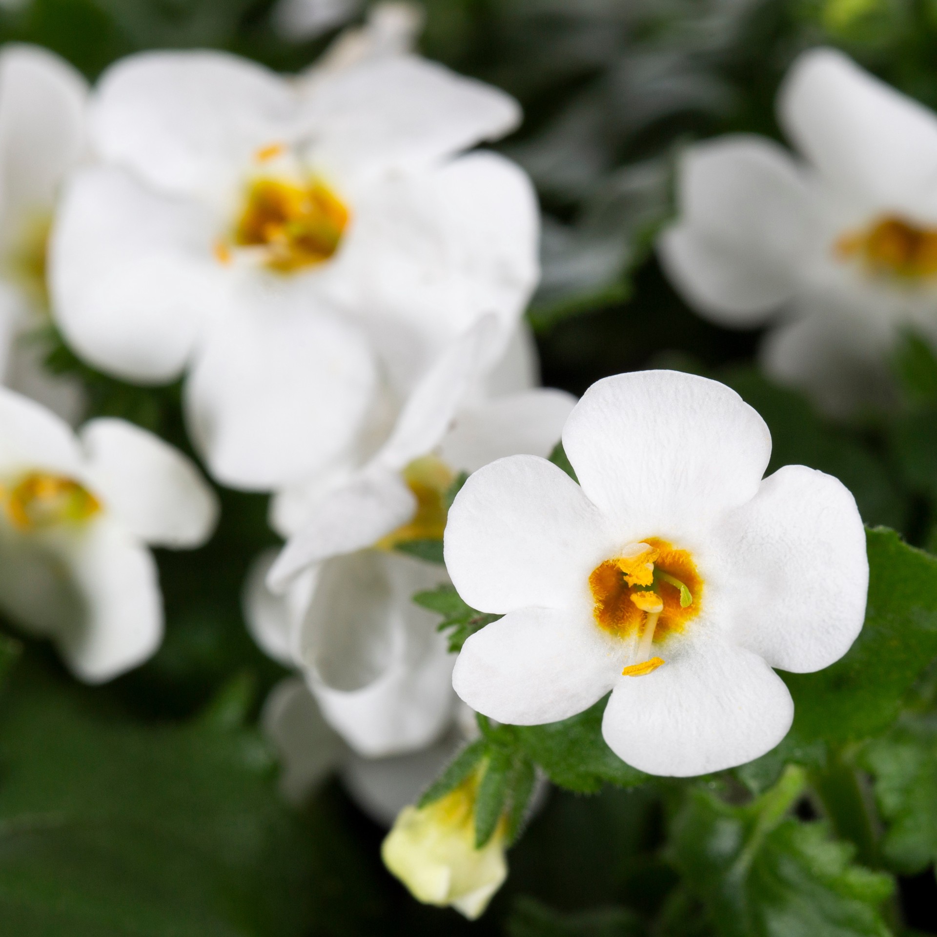 slide 2 of 4, Lowe's Multicolor Begonia in 1.5 Gallon(s) Hanging basket 1 -Pack, 1 ct
