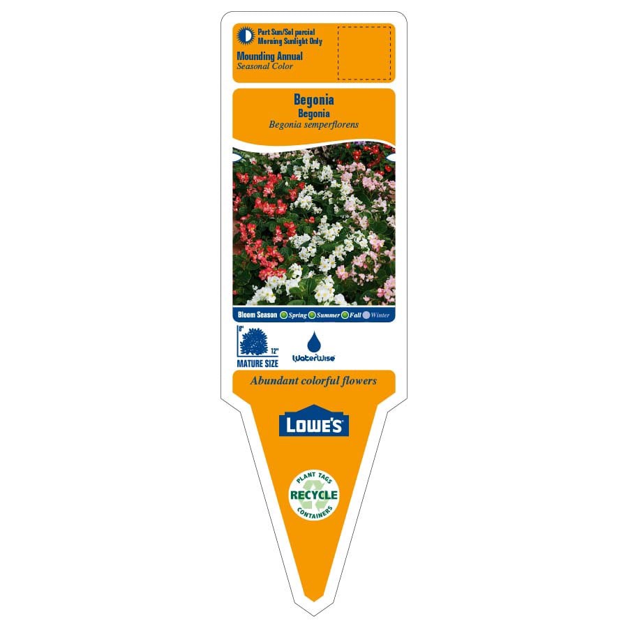 slide 3 of 4, Lowe's Multicolor Begonia in 1.5 Gallon(s) Hanging basket 1 -Pack, 1 ct