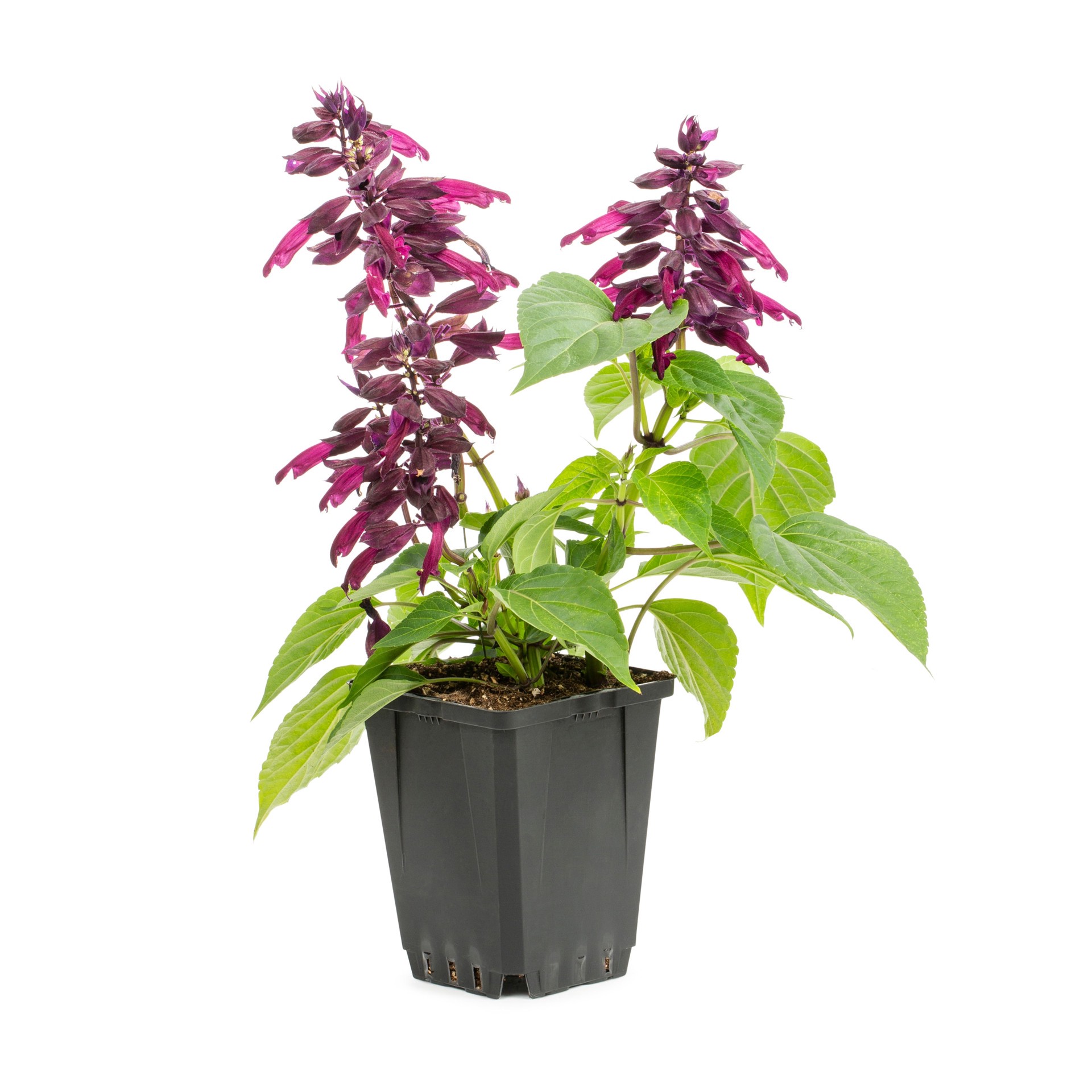 slide 3 of 6, Lowe's Multicolor Salvia in 1.00 Pint Pot 1 -Pack, 1 ct