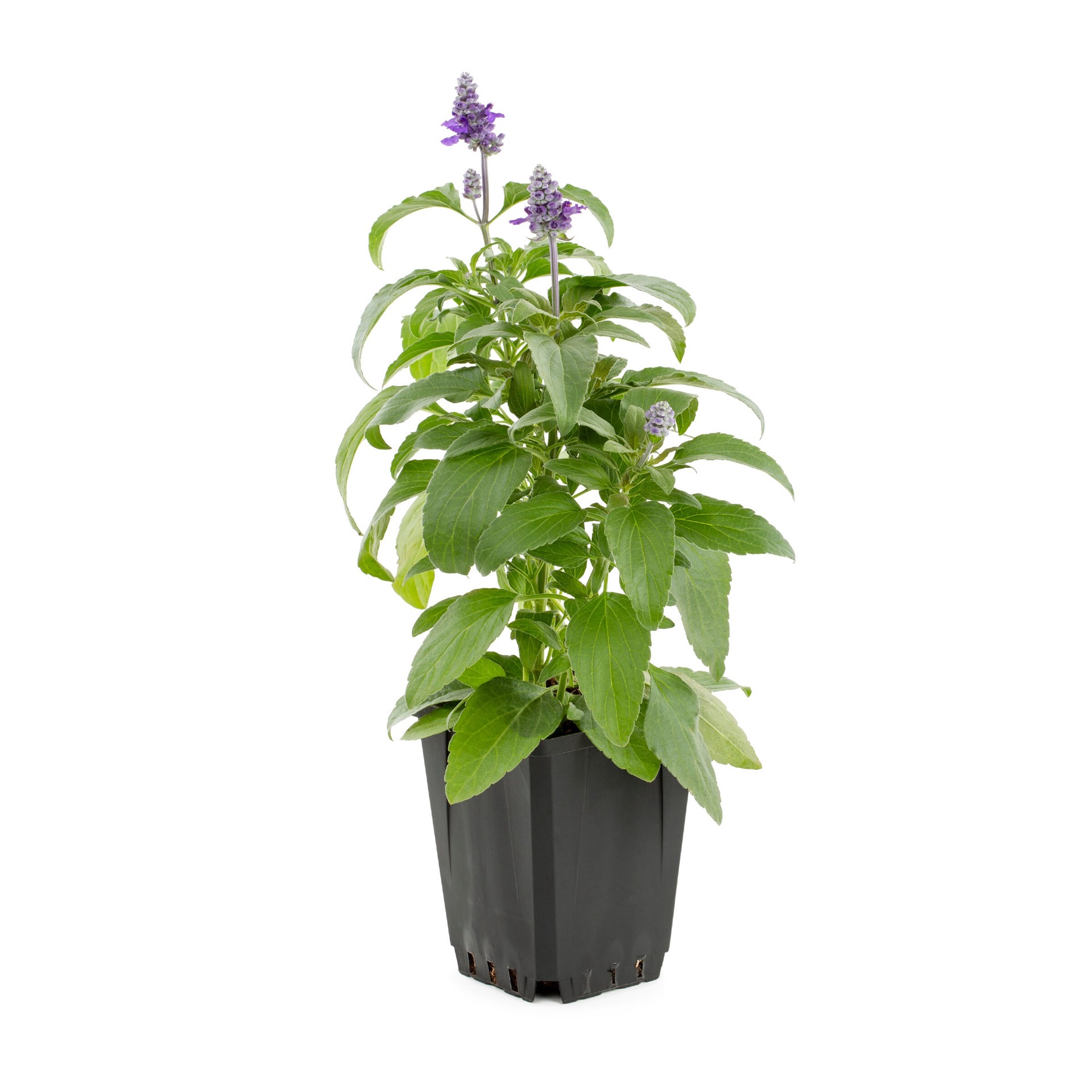 slide 5 of 6, Lowe's Multicolor Salvia in 1.00 Pint Pot 1 -Pack, 1 ct
