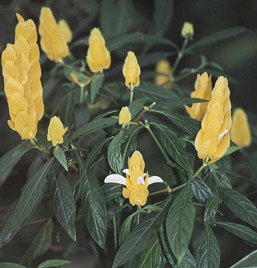 slide 1 of 1, Monrovia Bicolor Yellow Shrimp Plant Plant in, 1 ct