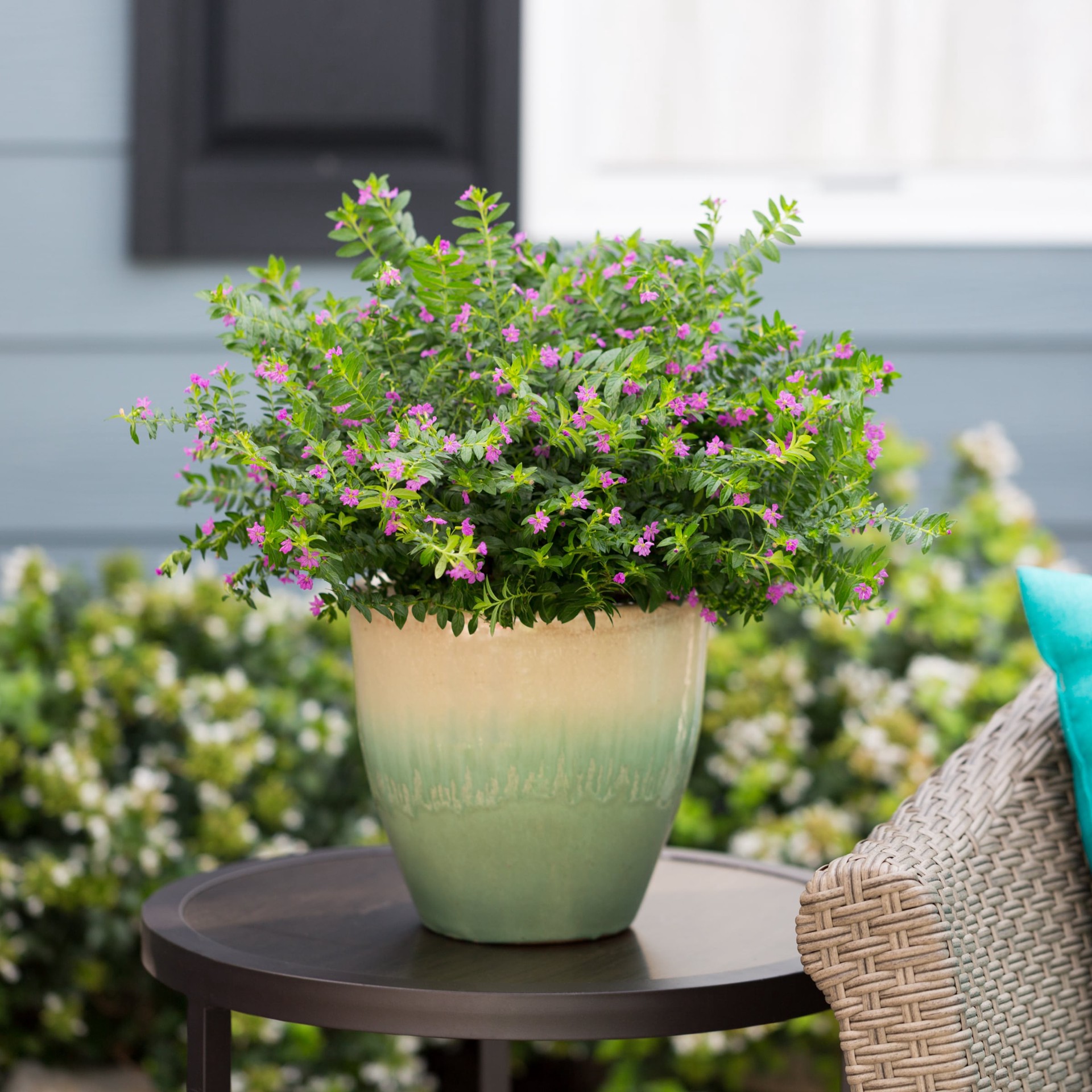 slide 3 of 4, Lowe's Purple Mexican Heather in 1.50 Gallon(s) Hanging basket 1 -Pack, 1 ct