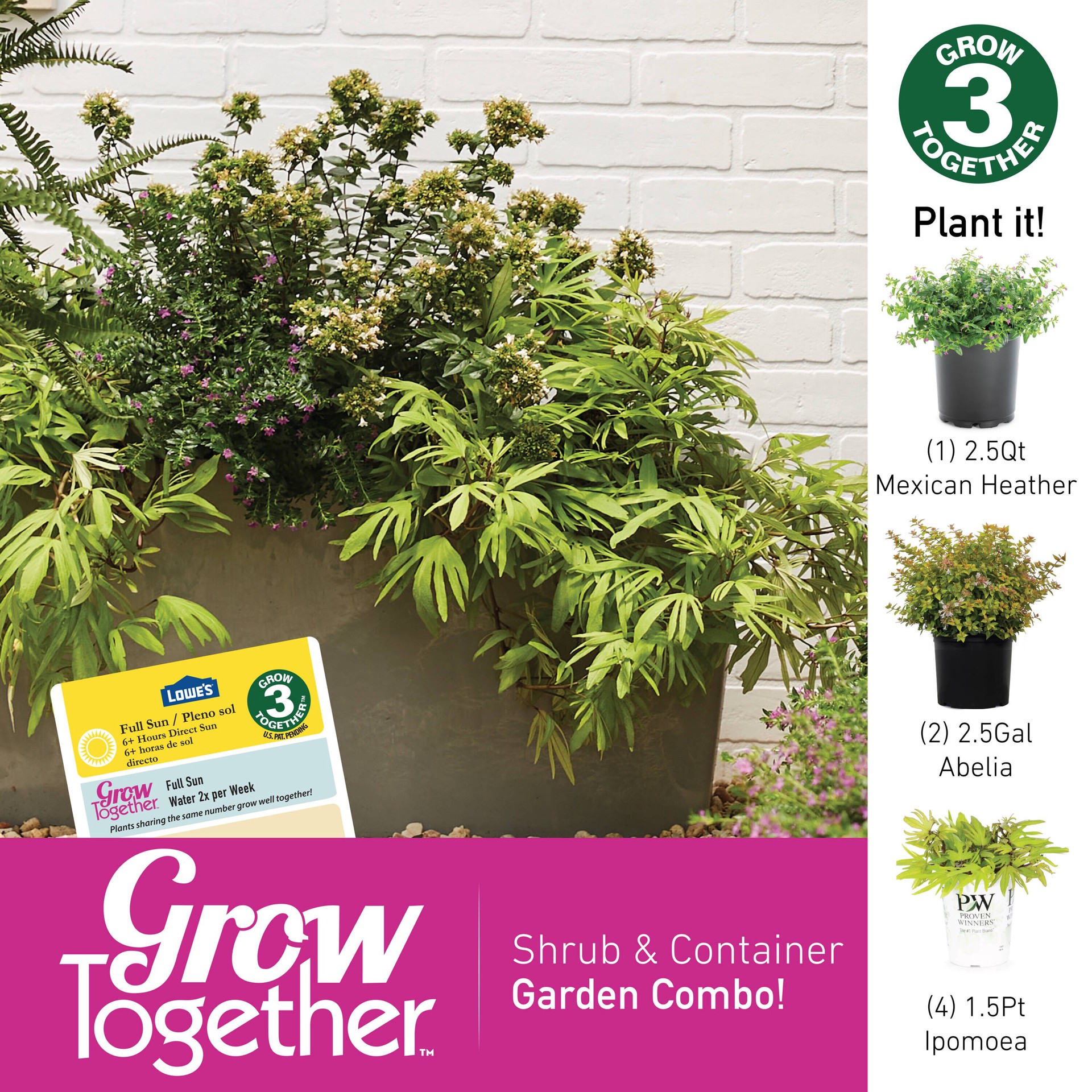 slide 4 of 4, Lowe's Purple Mexican Heather in 1.50 Gallon(s) Hanging basket 1 -Pack, 1 ct