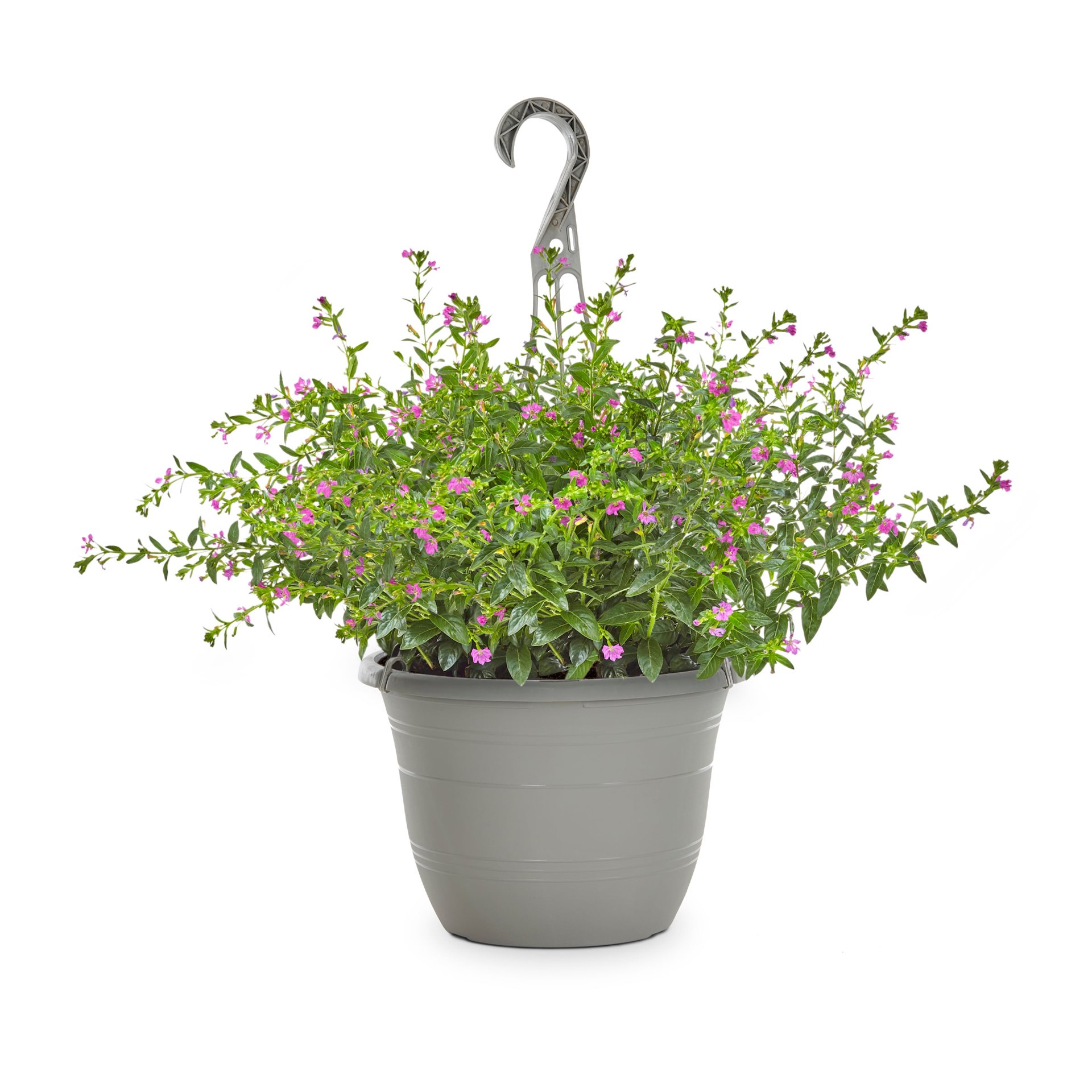 slide 1 of 4, Lowe's Purple Mexican Heather in 1.50 Gallon(s) Hanging basket 1 -Pack, 1 ct