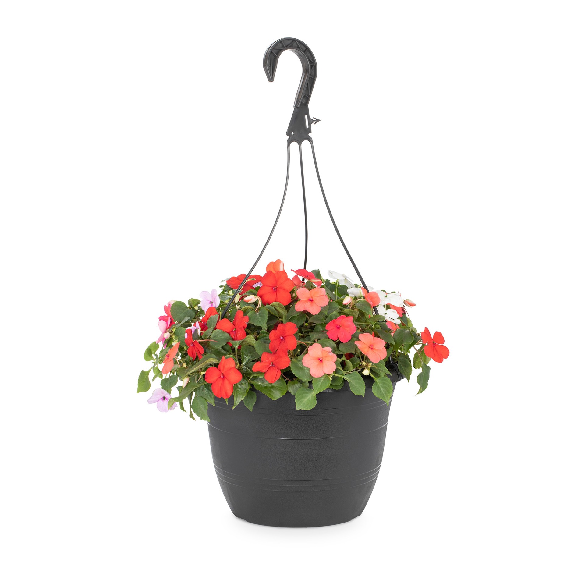 slide 2 of 6, Lowe's Multicolor Impatiens in 1.5-Gallon (s) Hanging Basket, 1 ct
