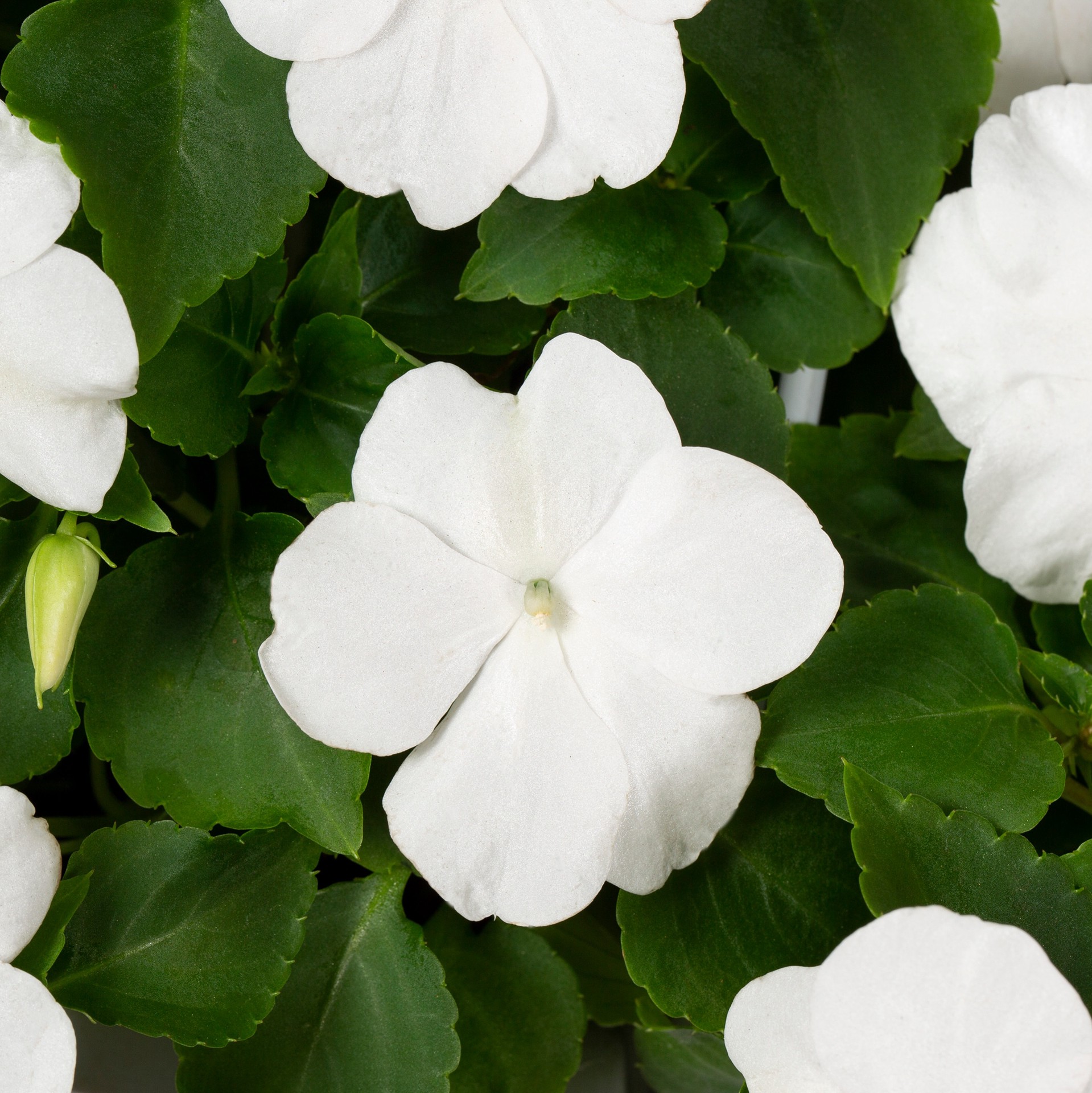 slide 5 of 6, Lowe's Multicolor Impatiens in 1.5-Gallon (s) Hanging Basket, 1 ct