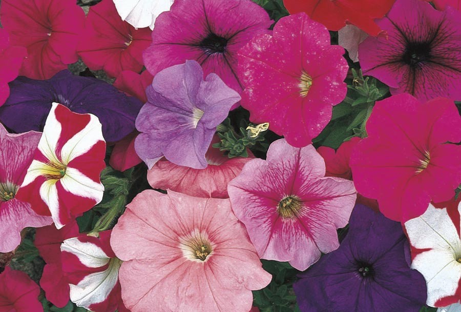 slide 1 of 4, Lowe's Multicolor Petunia in 1.5-Gallon (s) Hanging Basket, 1 ct