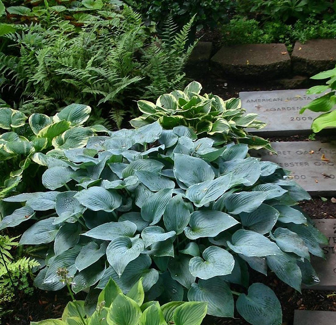 slide 1 of 1, Monrovia Lavender Hadspen Blue Plantain Lily Plant in 2.6 -Quart, 1 ct