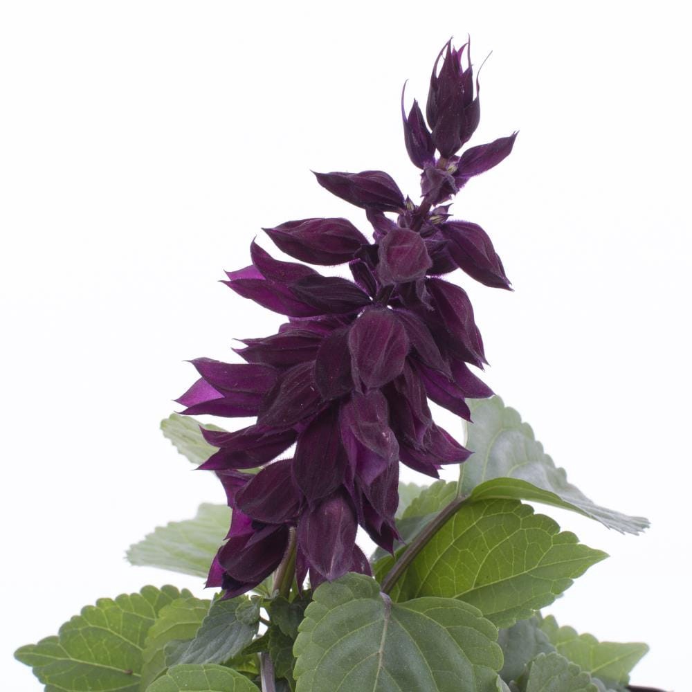 slide 2 of 4, Lowe's Purple Salvia Sage in 1-Quart Pot, 1 ct