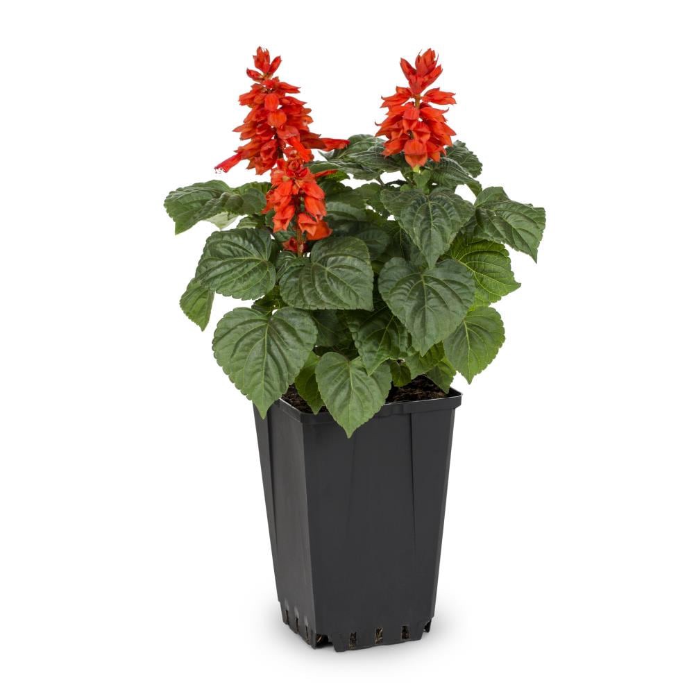 slide 3 of 4, Lowe's Purple Salvia Sage in 1-Quart Pot, 1 ct