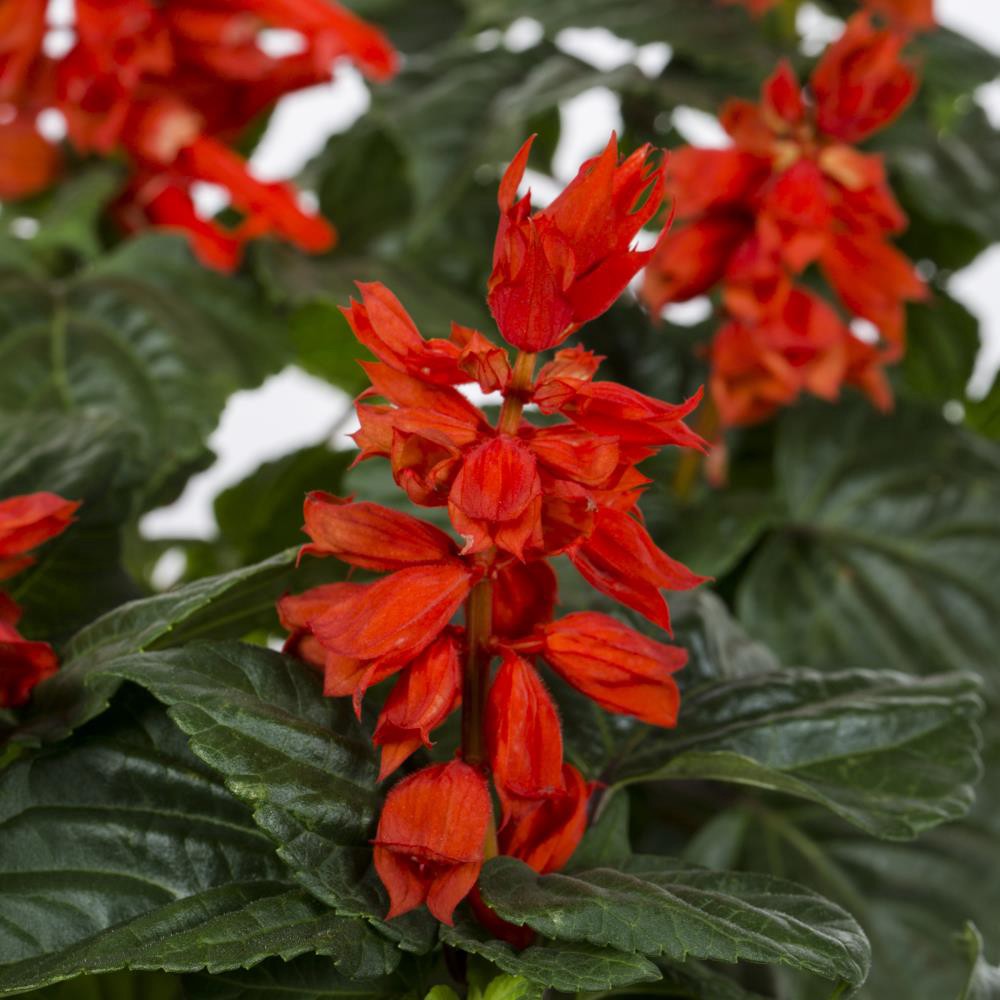 slide 4 of 4, Lowe's Purple Salvia Sage in 1-Quart Pot, 1 ct