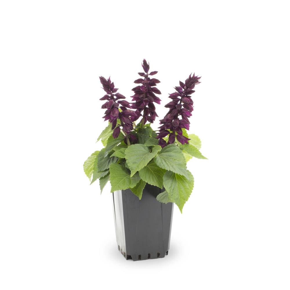 slide 1 of 4, Lowe's Purple Salvia Sage in 1-Quart Pot, 1 ct