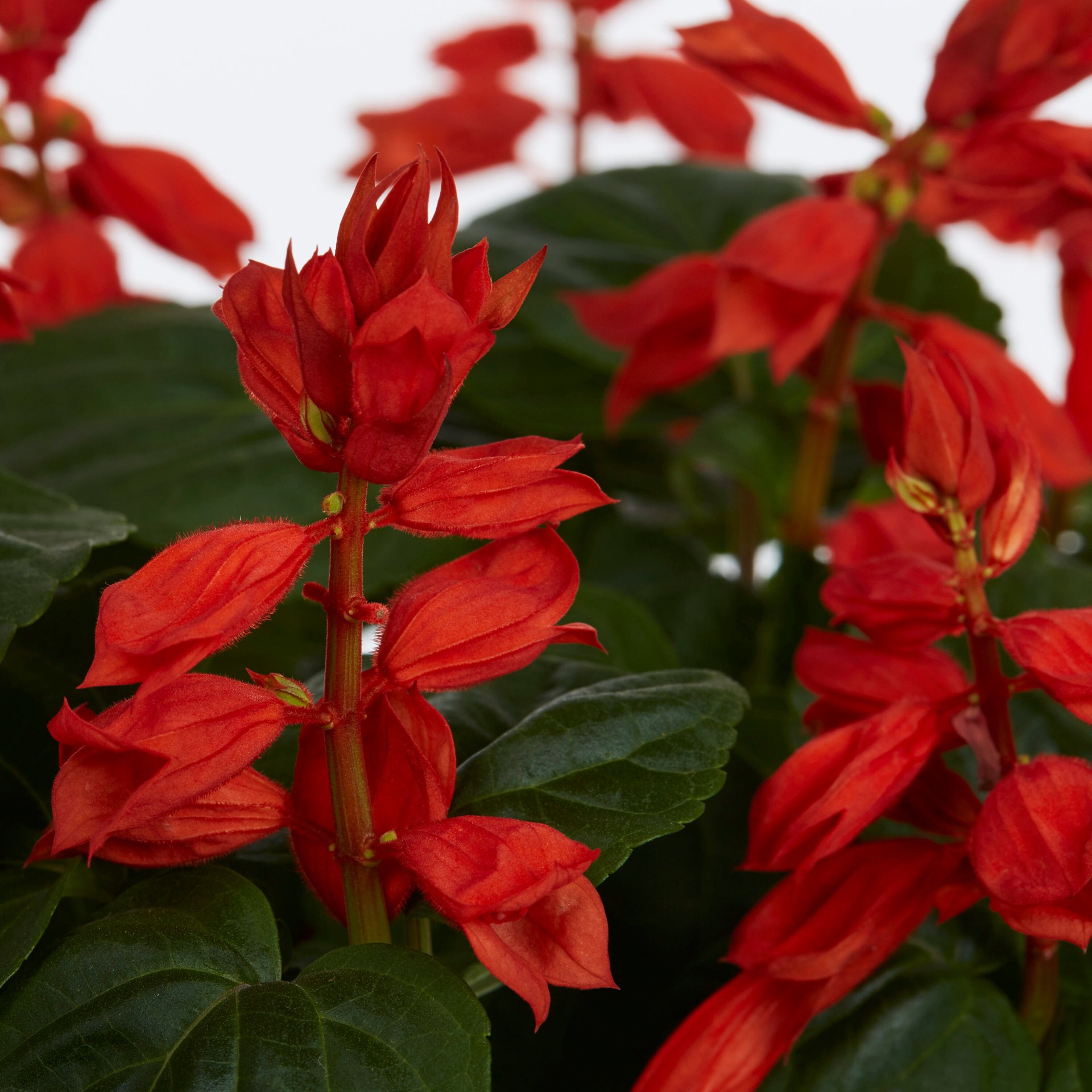 slide 2 of 2, Lowe's Multicolor Salvia in 12.0 -Pack Tray 1.0 -Pack, 1 ct