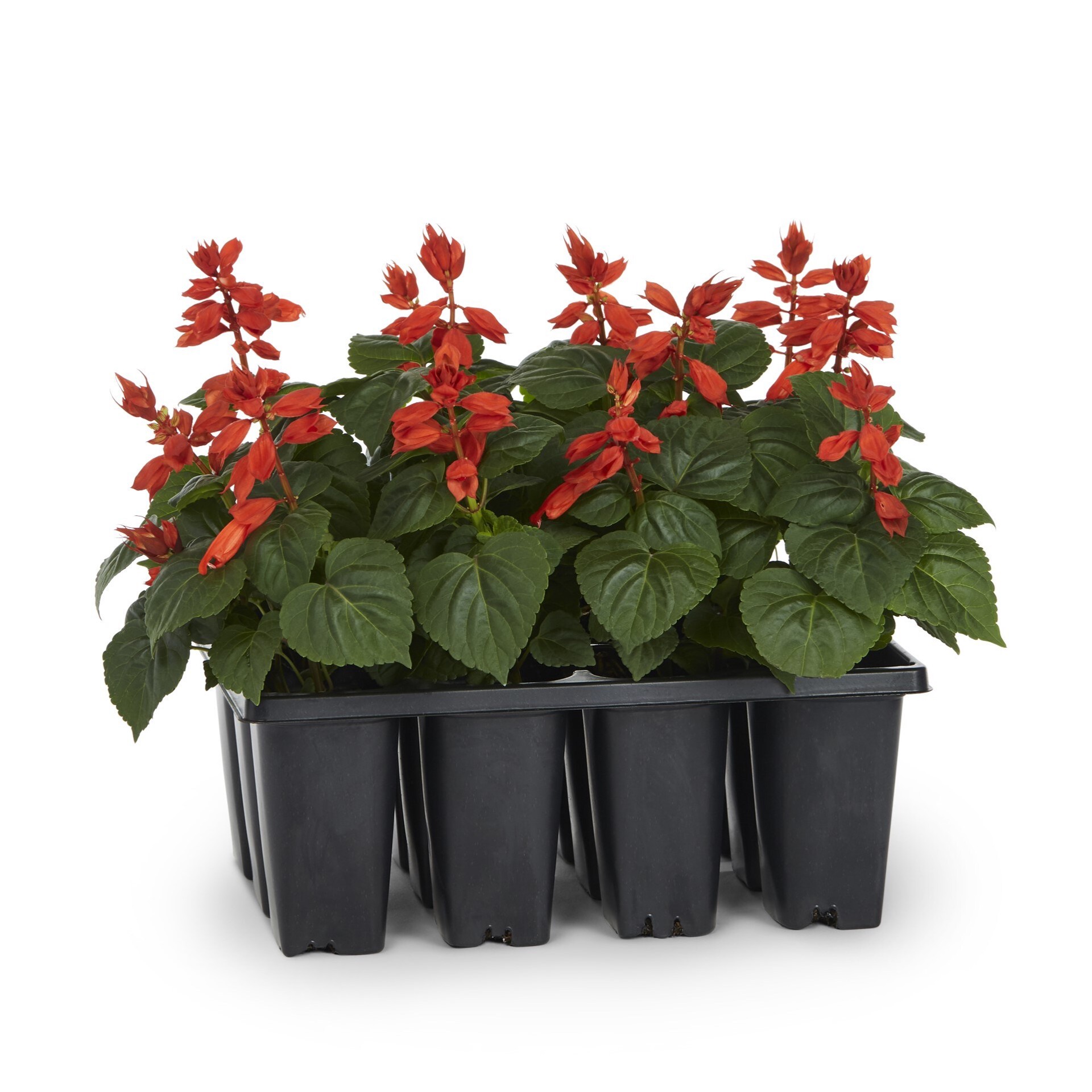 slide 1 of 2, Lowe's Multicolor Salvia in 12.0 -Pack Tray 1.0 -Pack, 1 ct