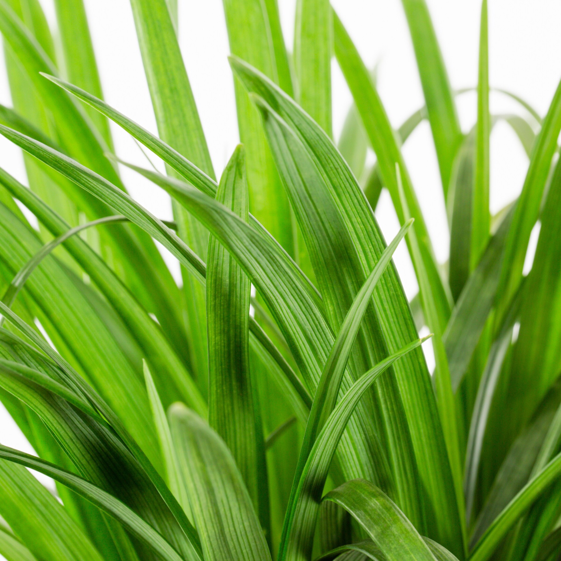 slide 2 of 2, Lowe's Lavender Liriope Plant in 1 -Gallon Pot, 1 ct