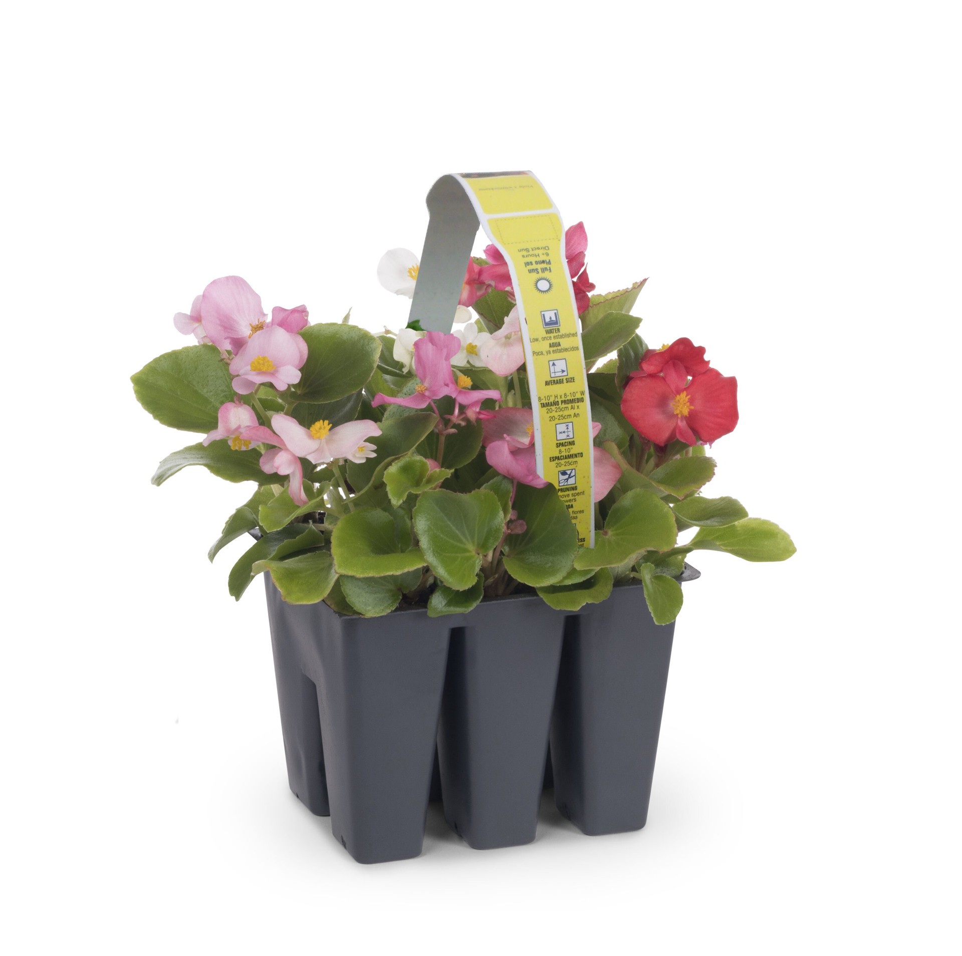 slide 3 of 3, Lowe's Multicolor Begonia in 6 -Pack Tray, 1 ct