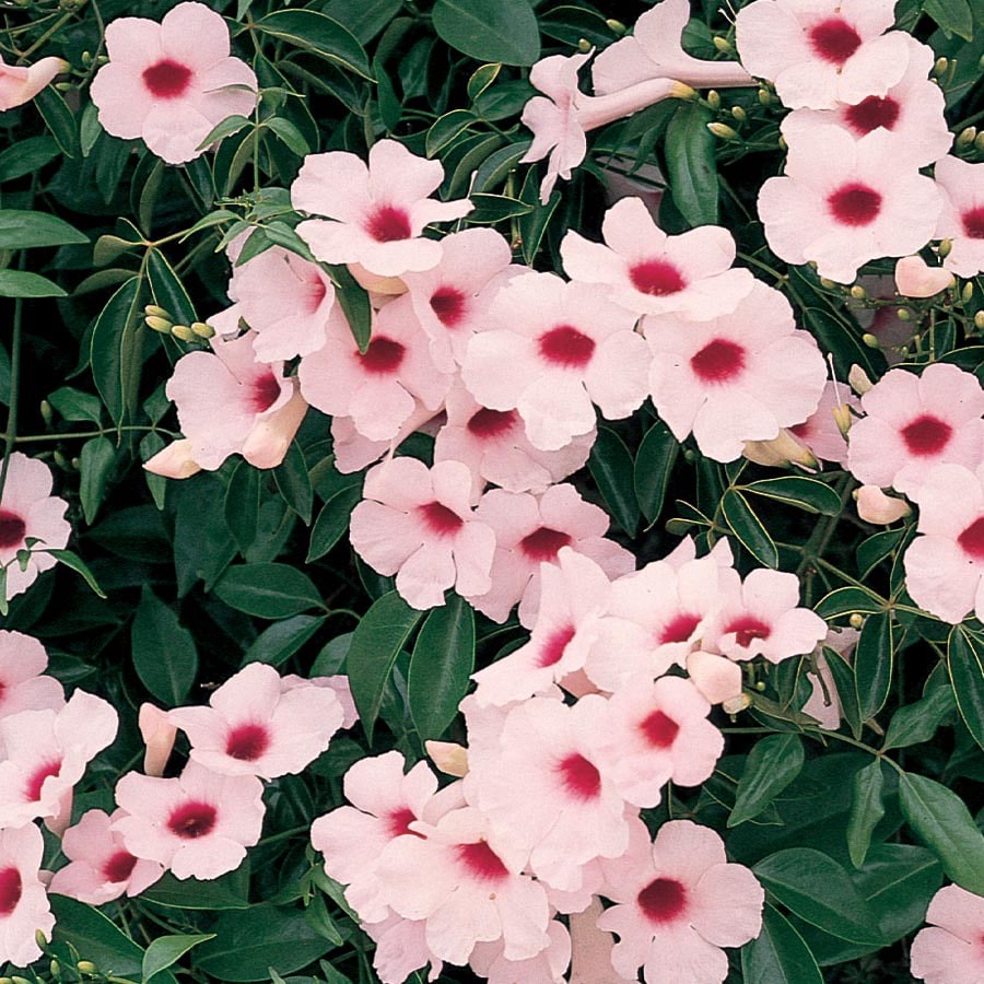 slide 1 of 1, Lowe's in Pandorea Vine (L7411), 1 ct