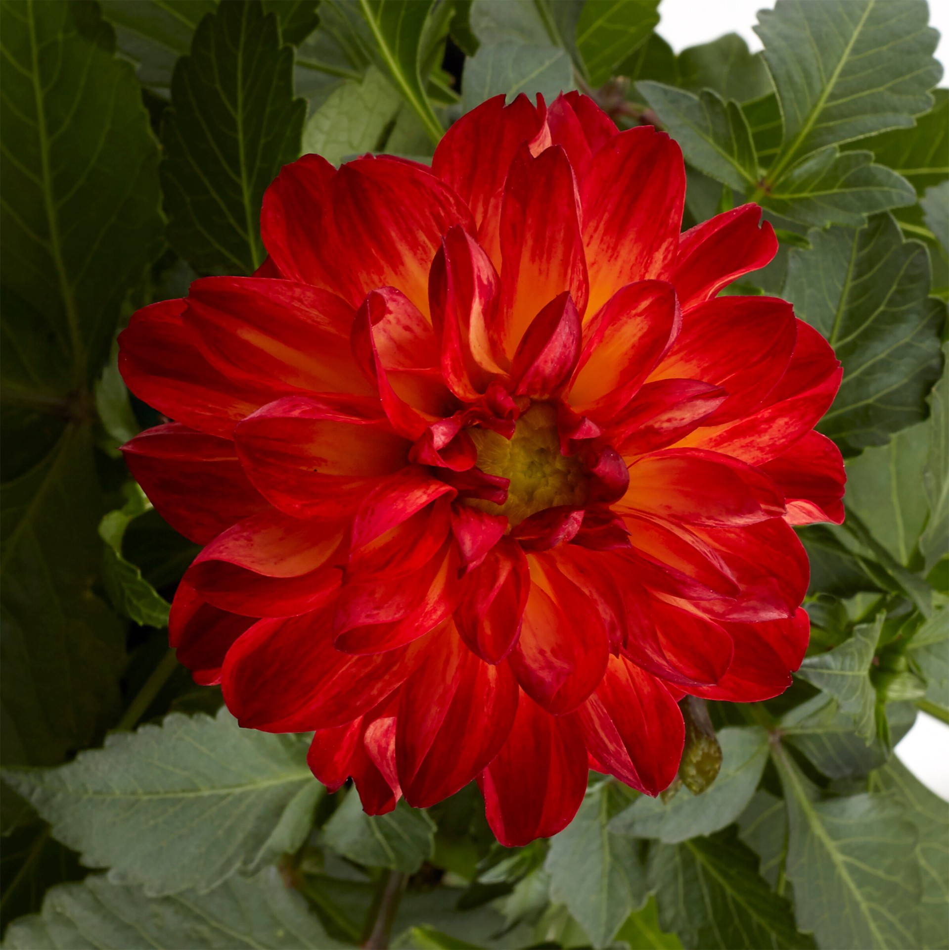 slide 2 of 5, Monrovia Multicolor Dahlia in 2.5-Quart Pot, 1 ct