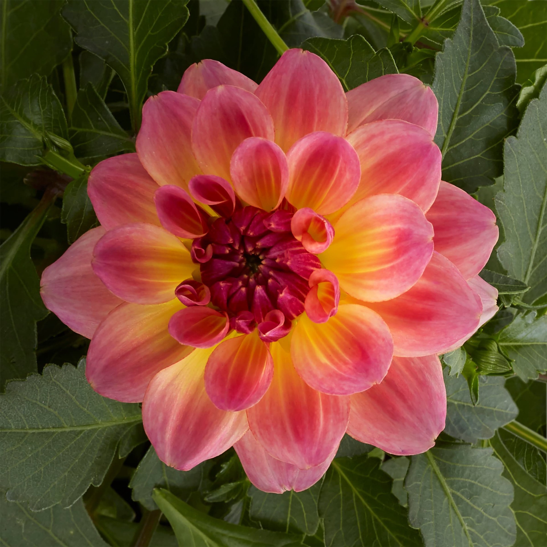 slide 3 of 5, Monrovia Multicolor Dahlia in 2.5-Quart Pot, 1 ct
