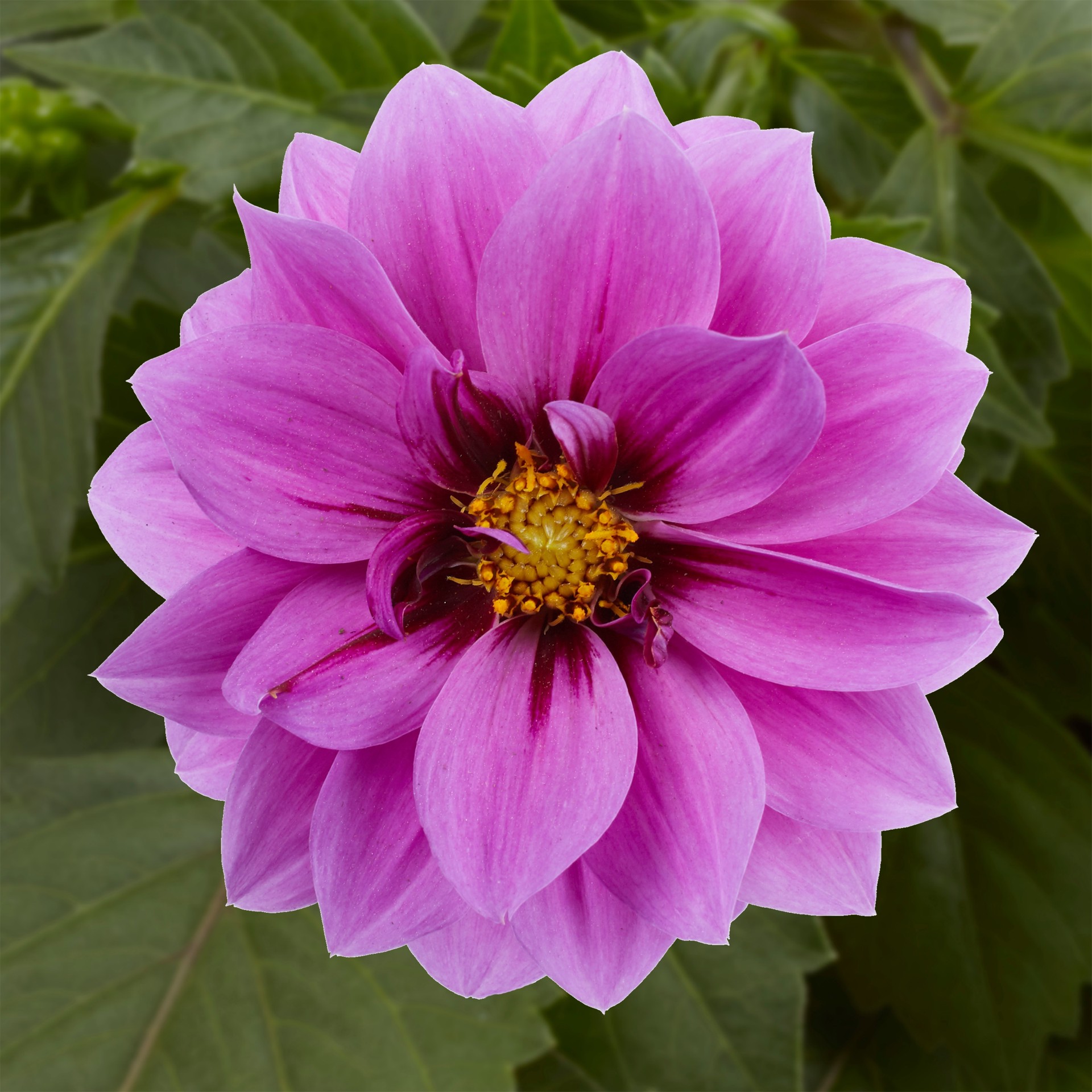 slide 4 of 5, Monrovia Multicolor Dahlia in 2.5-Quart Pot, 1 ct