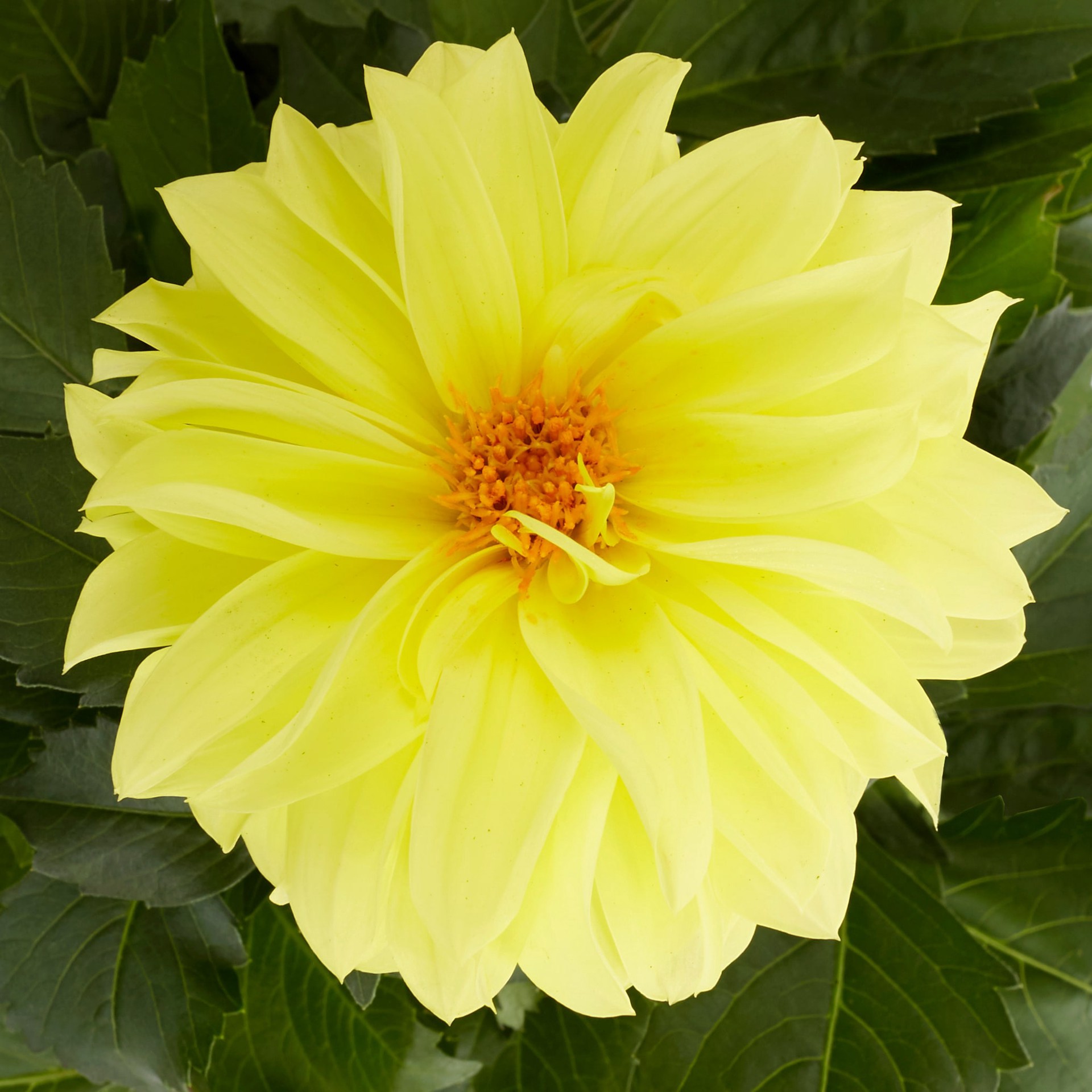 slide 5 of 5, Monrovia Multicolor Dahlia in 2.5-Quart Pot, 1 ct